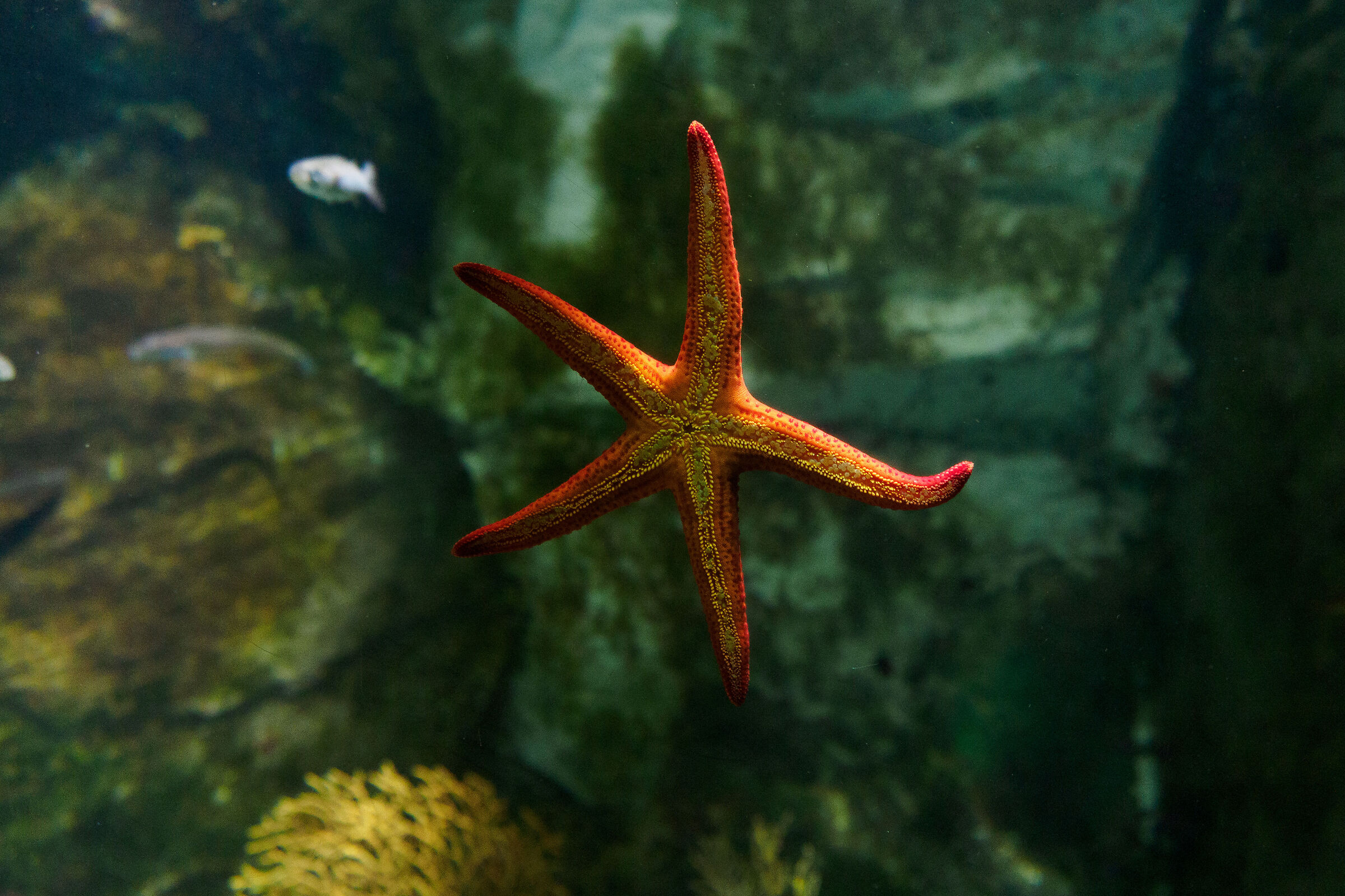 star