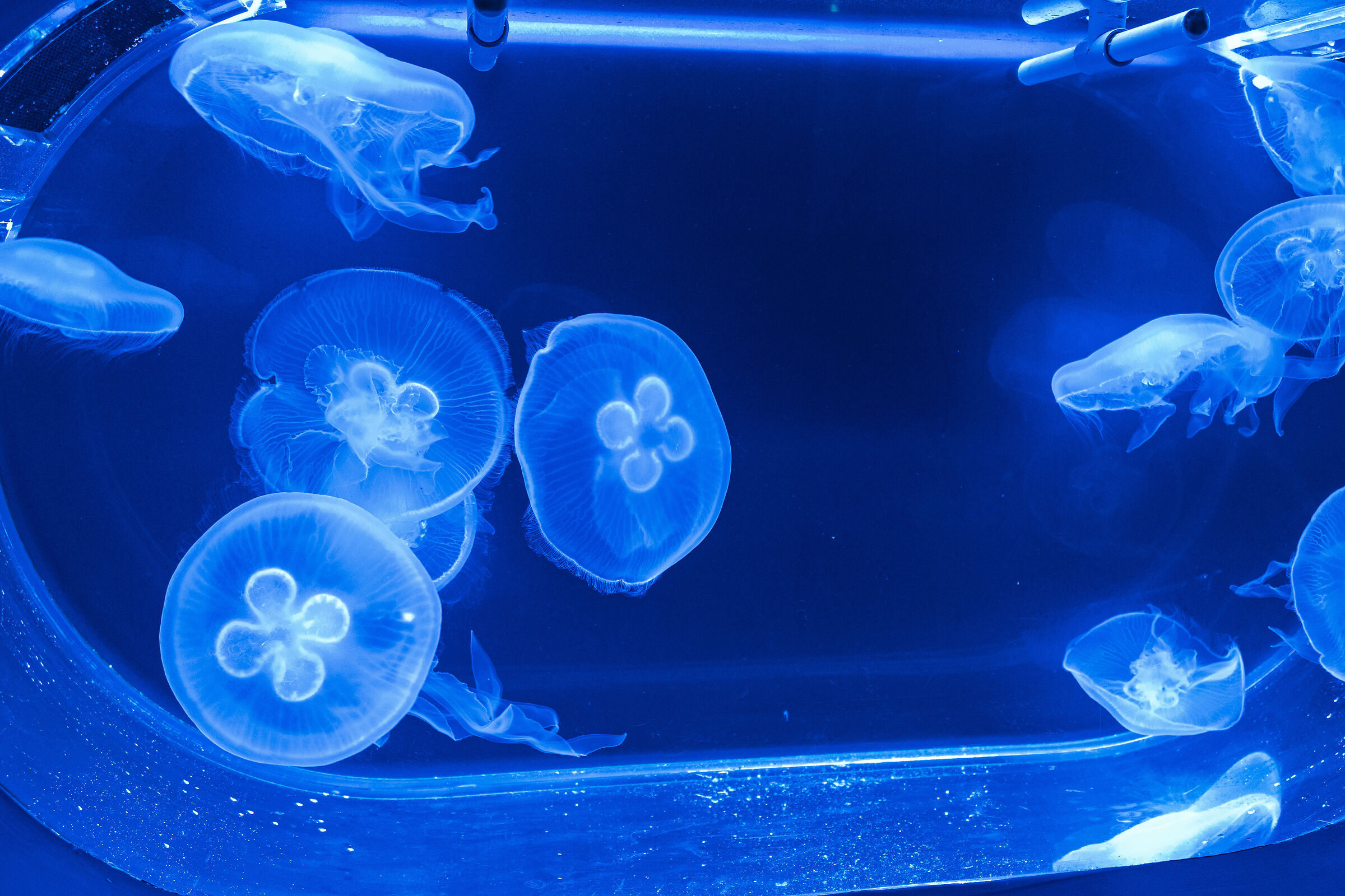 Jellyfish