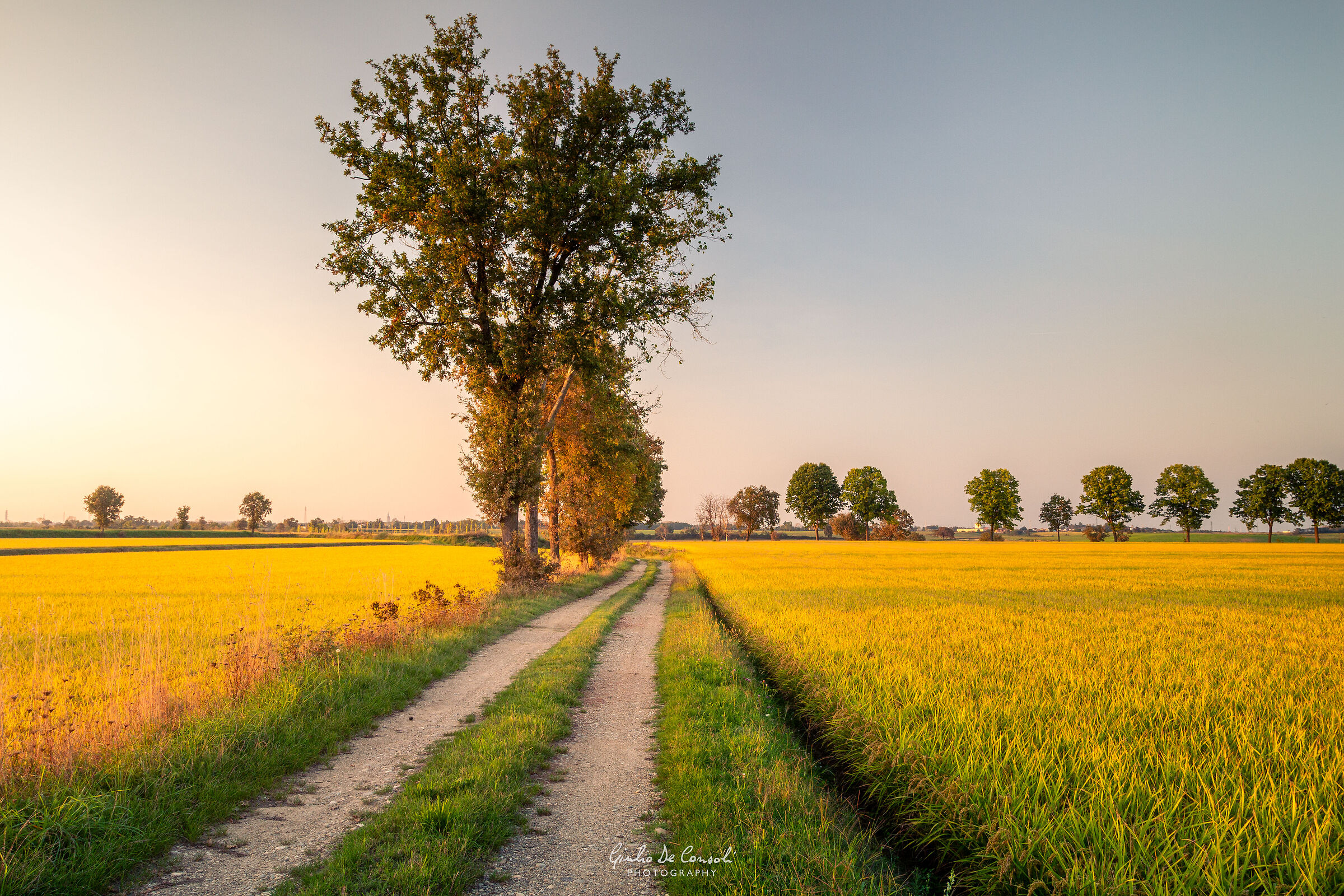 September in the rice fields