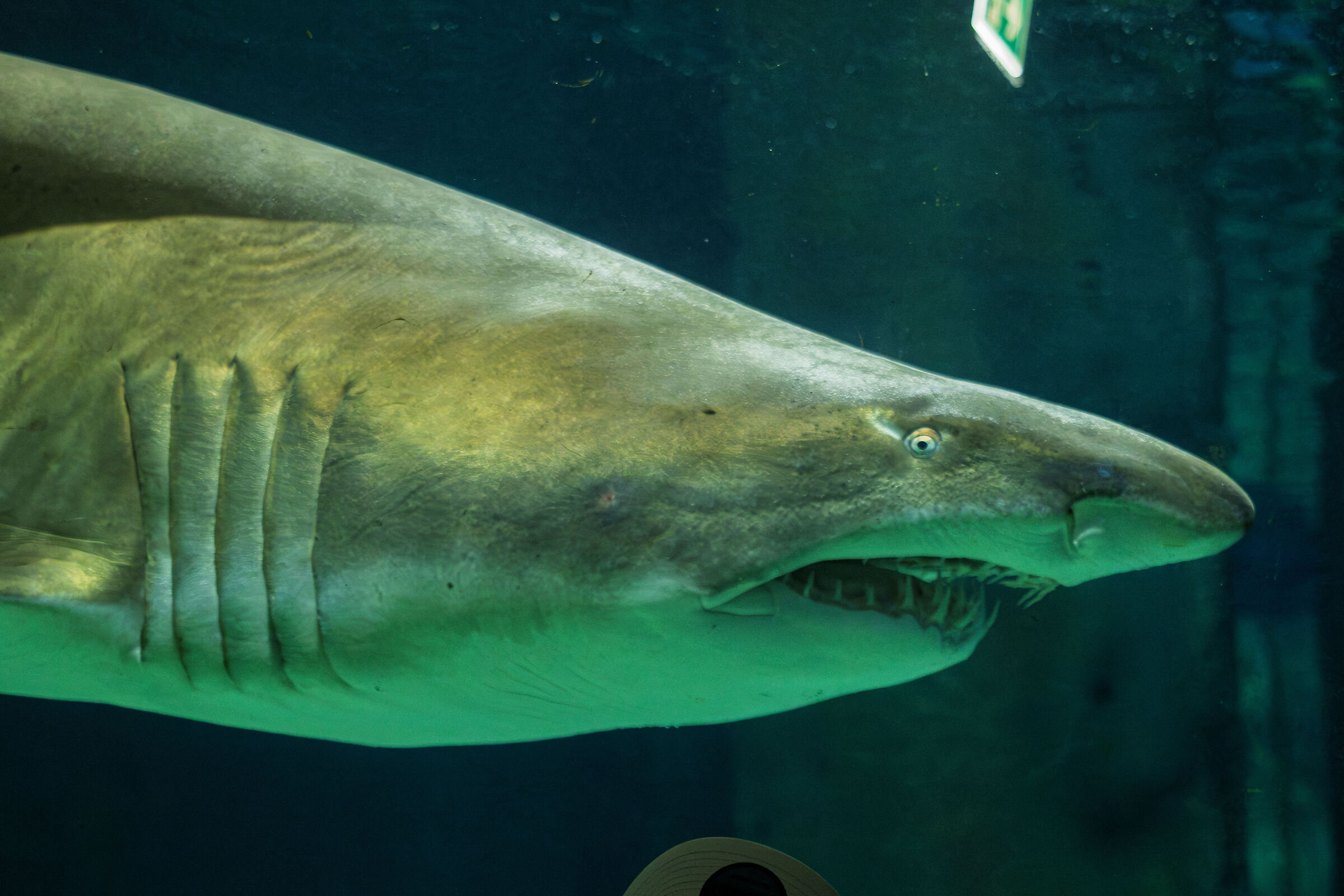 Shark