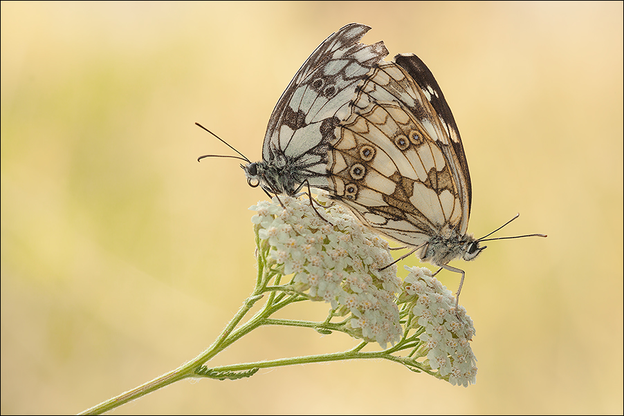 Me lo sarò scelto giusto?