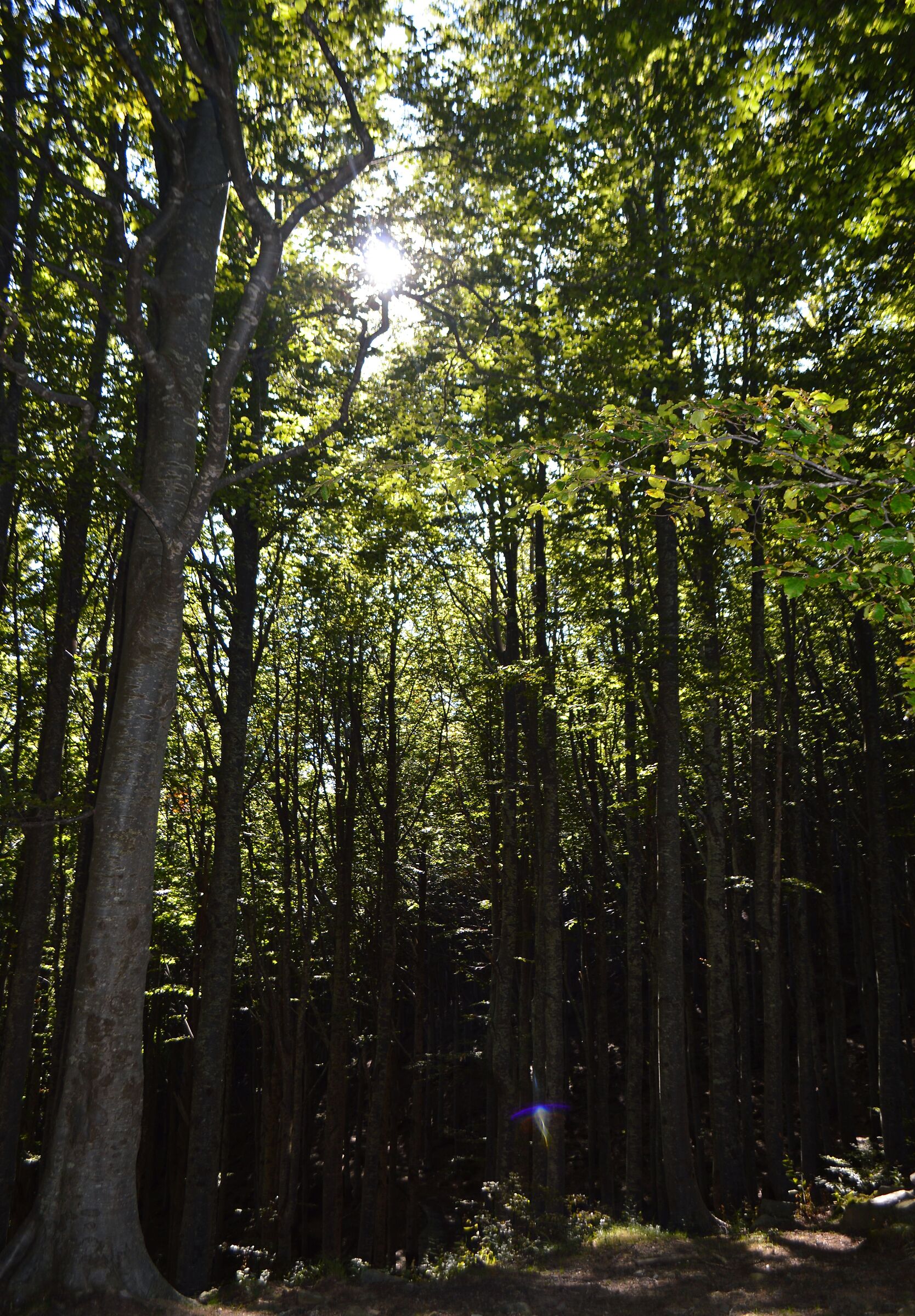 The forest shines...
