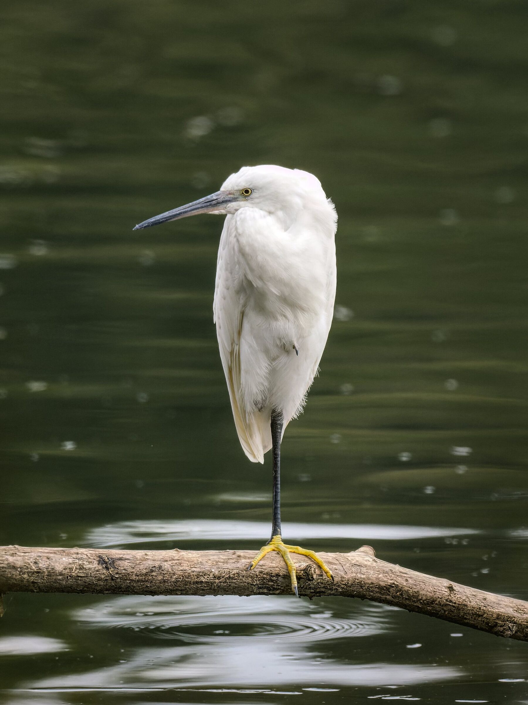 Minimal egret
