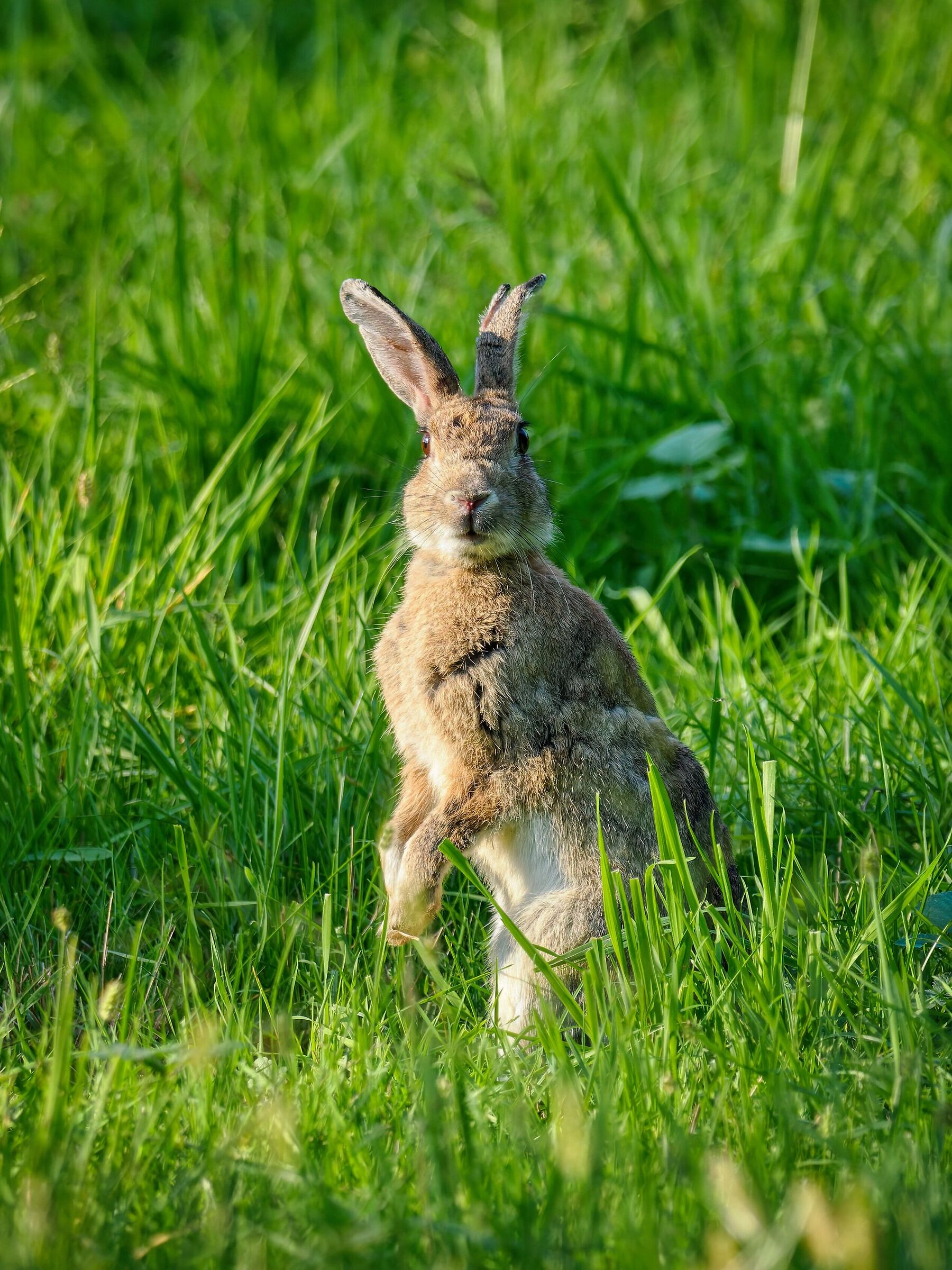 Wild rabbit
