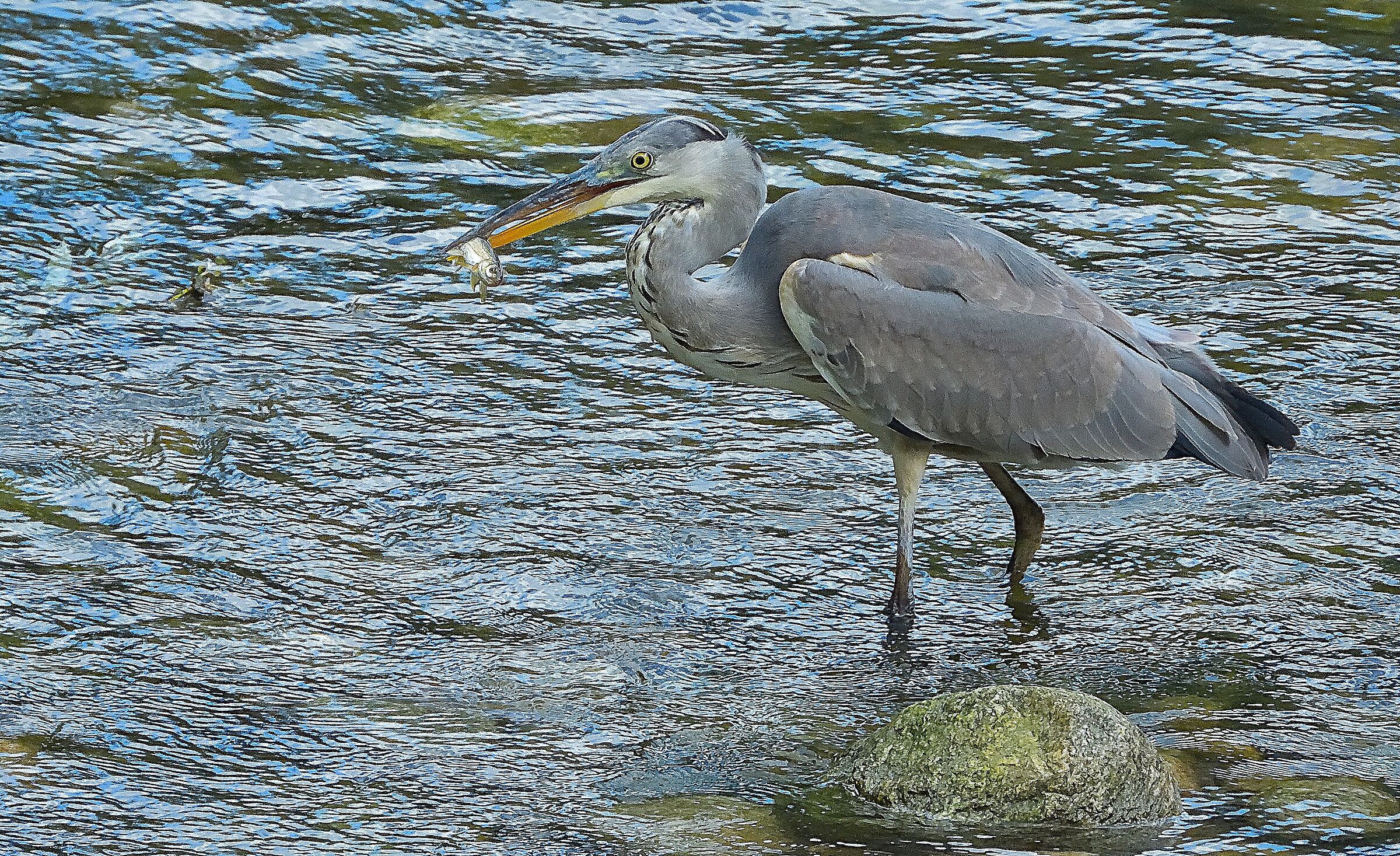 L'airone cinerino (Ardea cinerea)