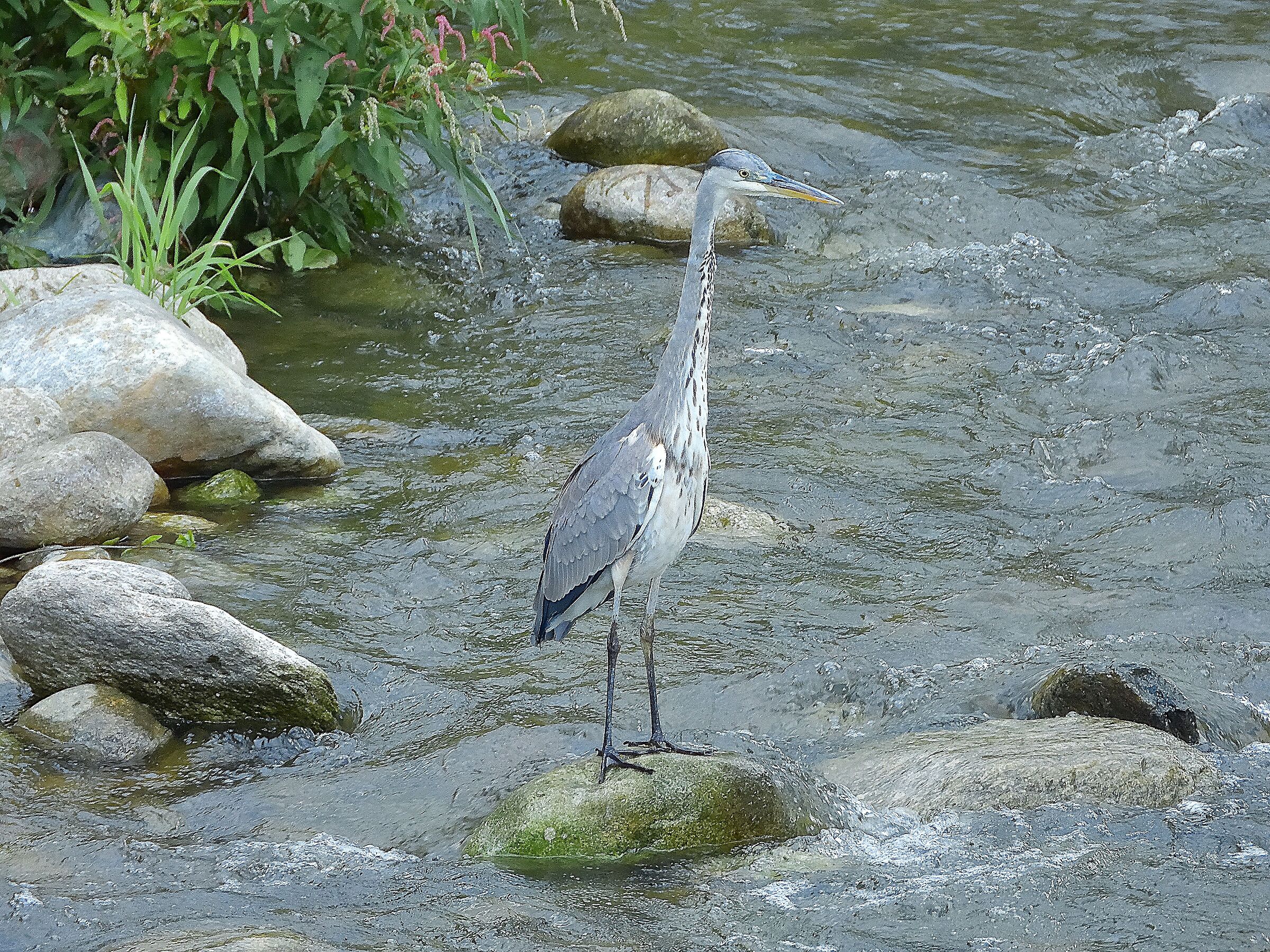 L'airone cinerino (Ardea cinerea)