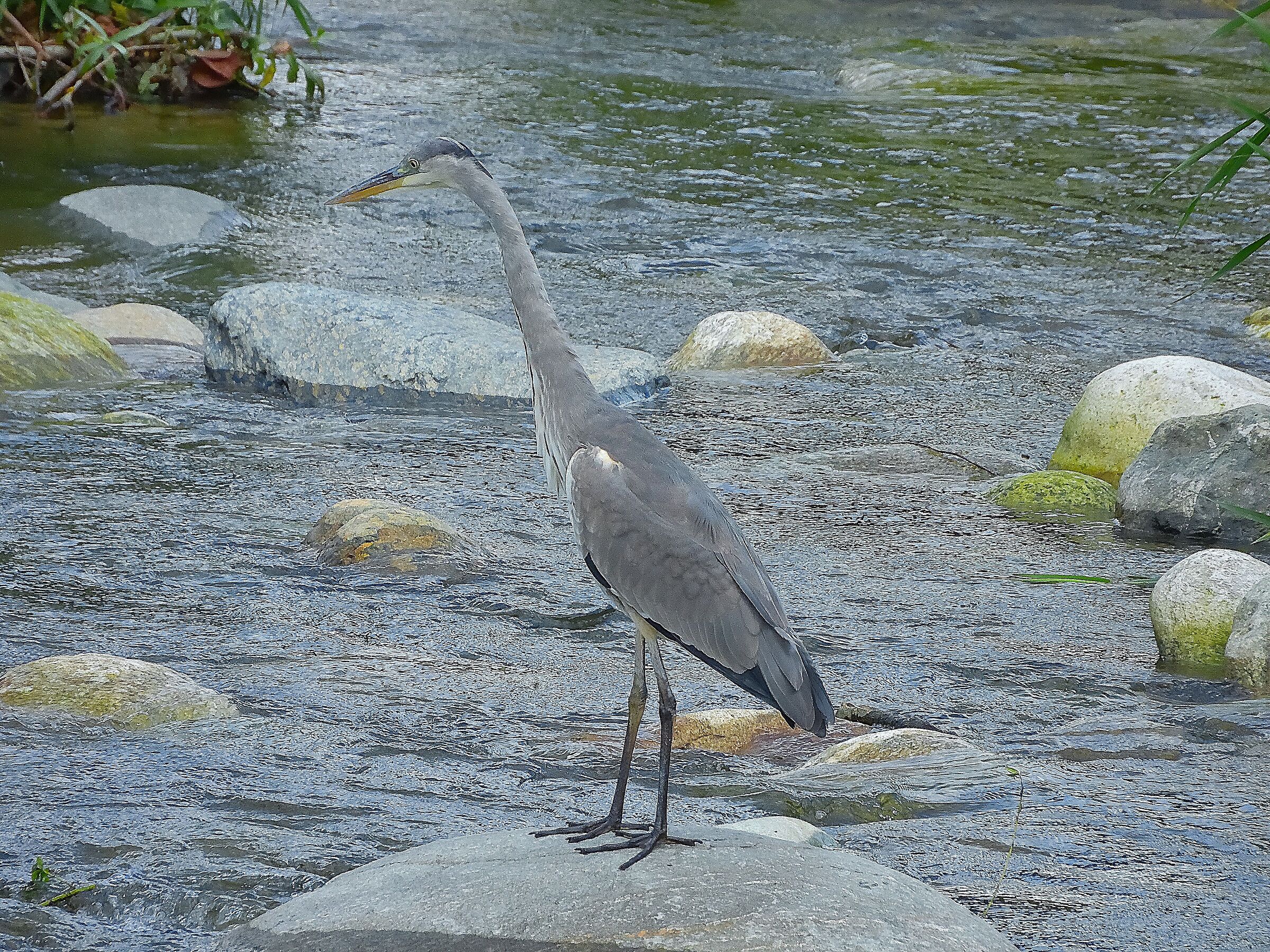 L'airone cinerino (Ardea cinerea)
