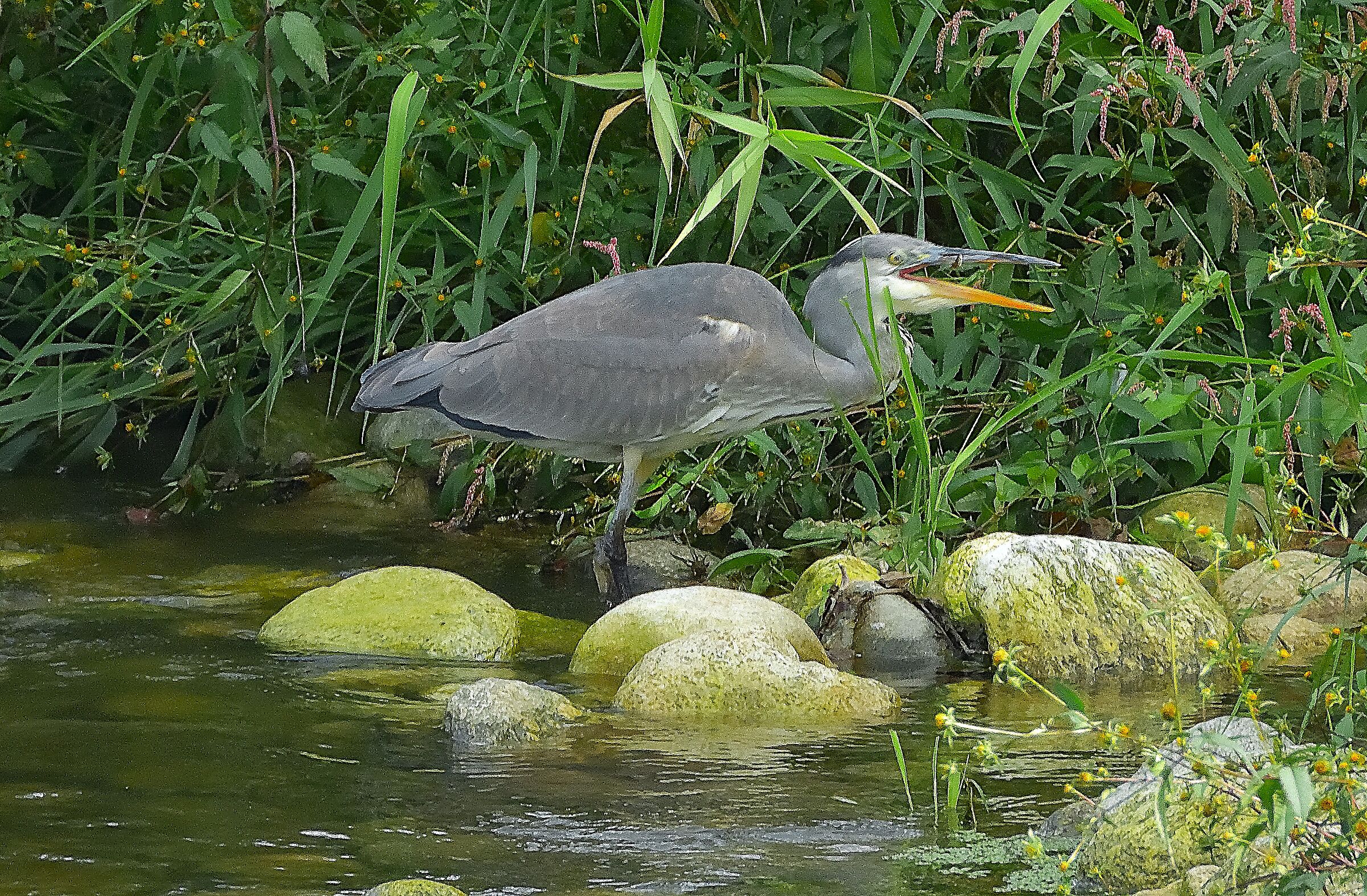 L'airone cinerino (Ardea cinerea)
