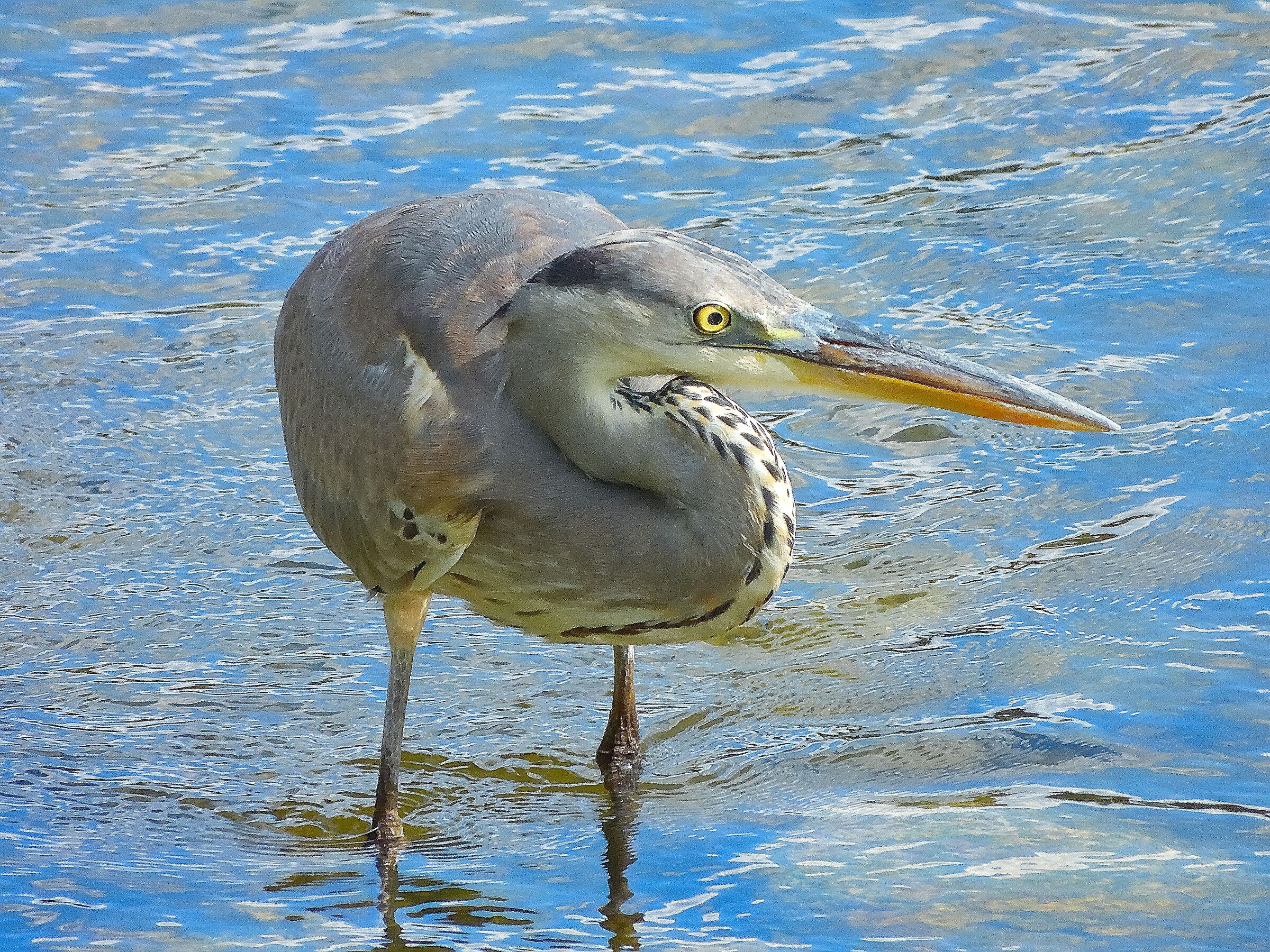 L'airone cinerino (Ardea cinerea)
