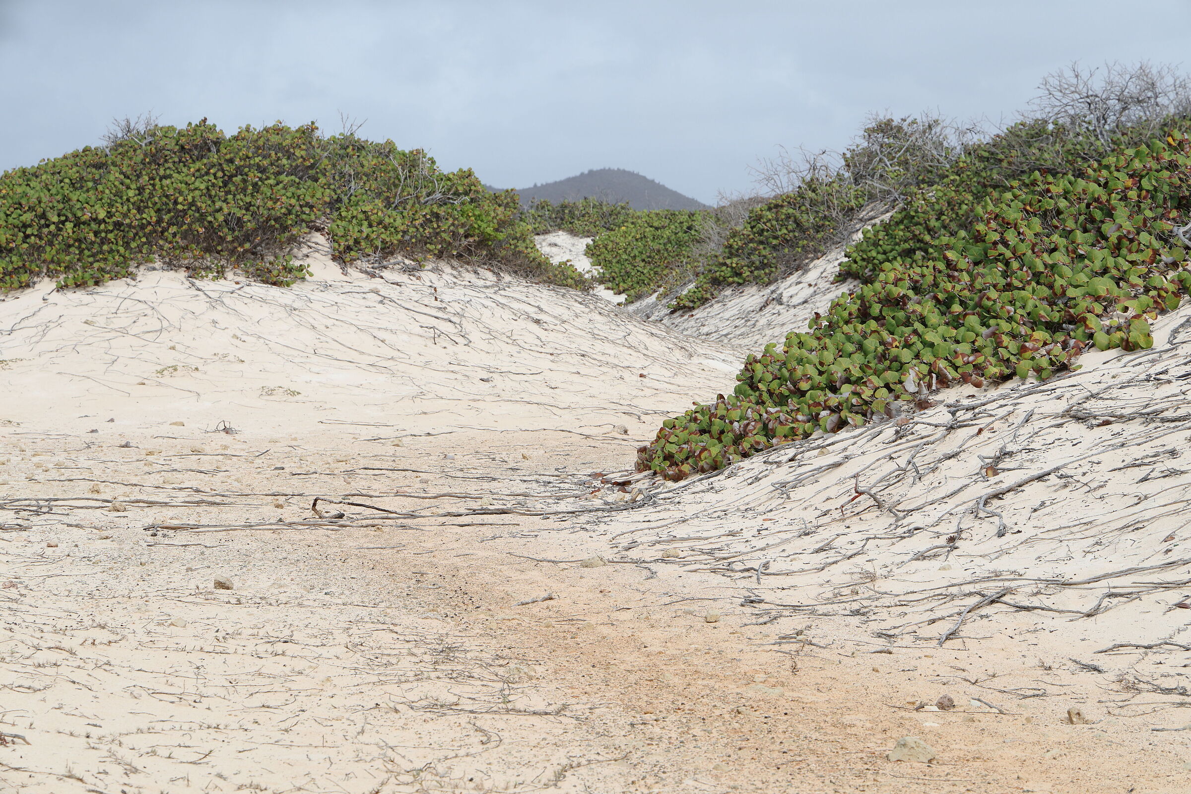 Dune (Parco Nazionale di Arikok)