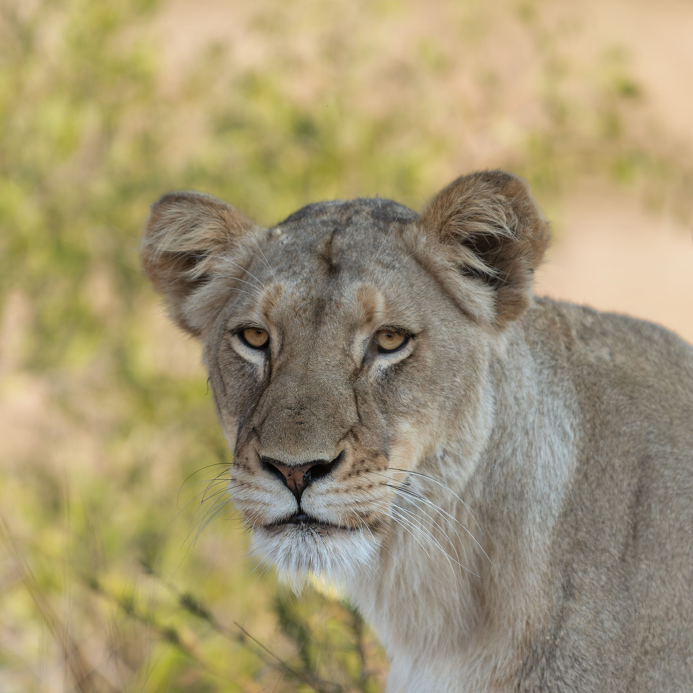 Lion - Kruger National Park - South Africa