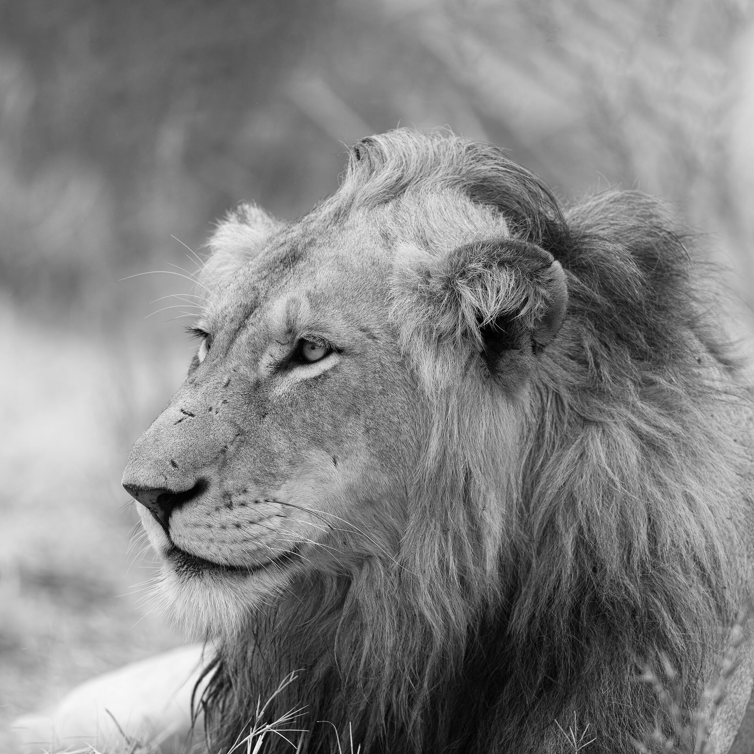 Lion - Kruger National Park - South Africa