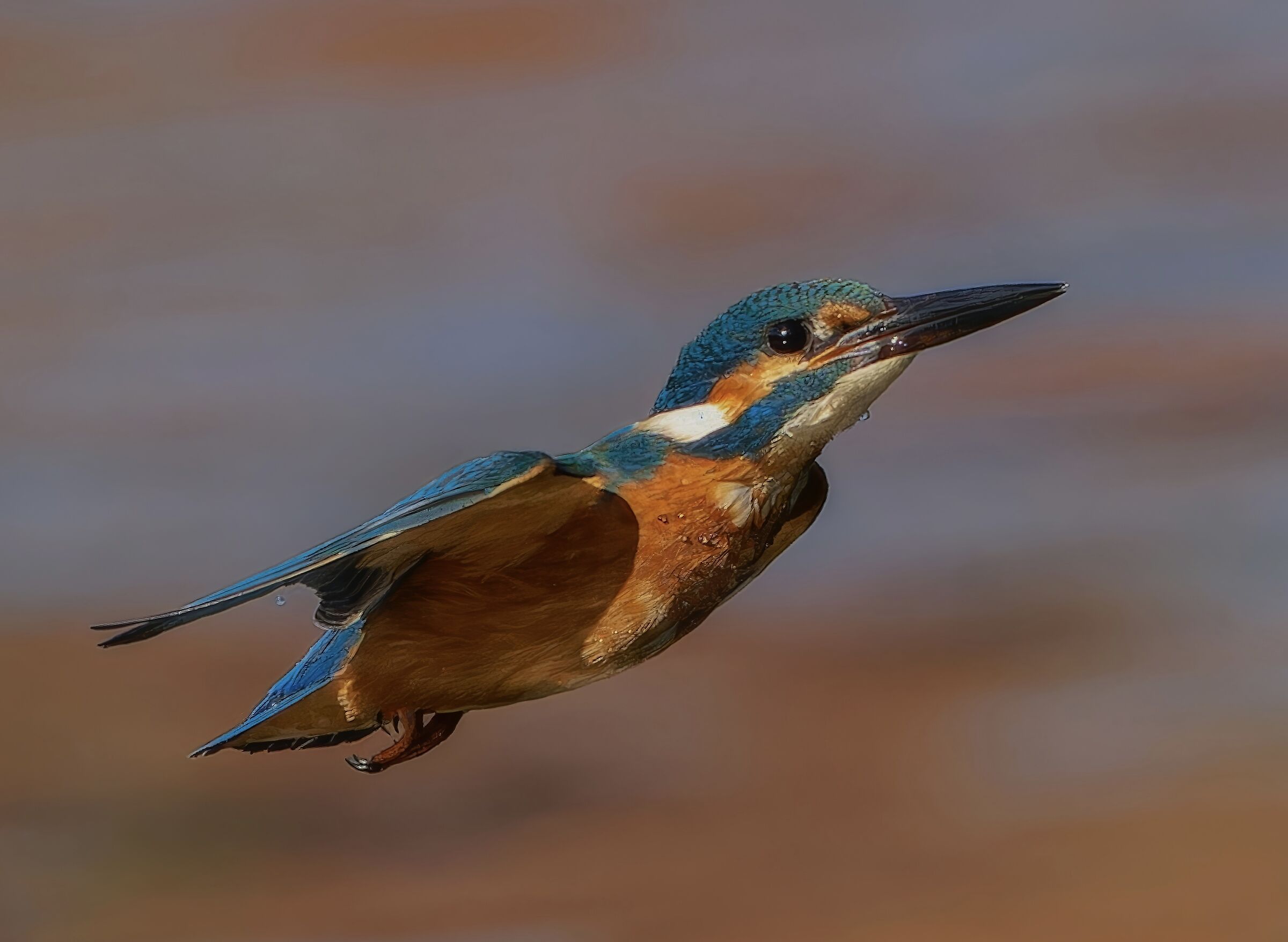 Kingfisher