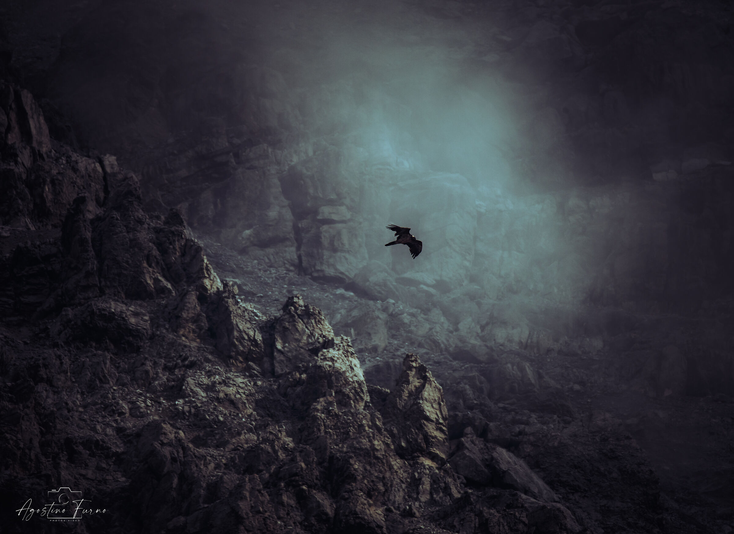 "Jurassic" bearded vulture