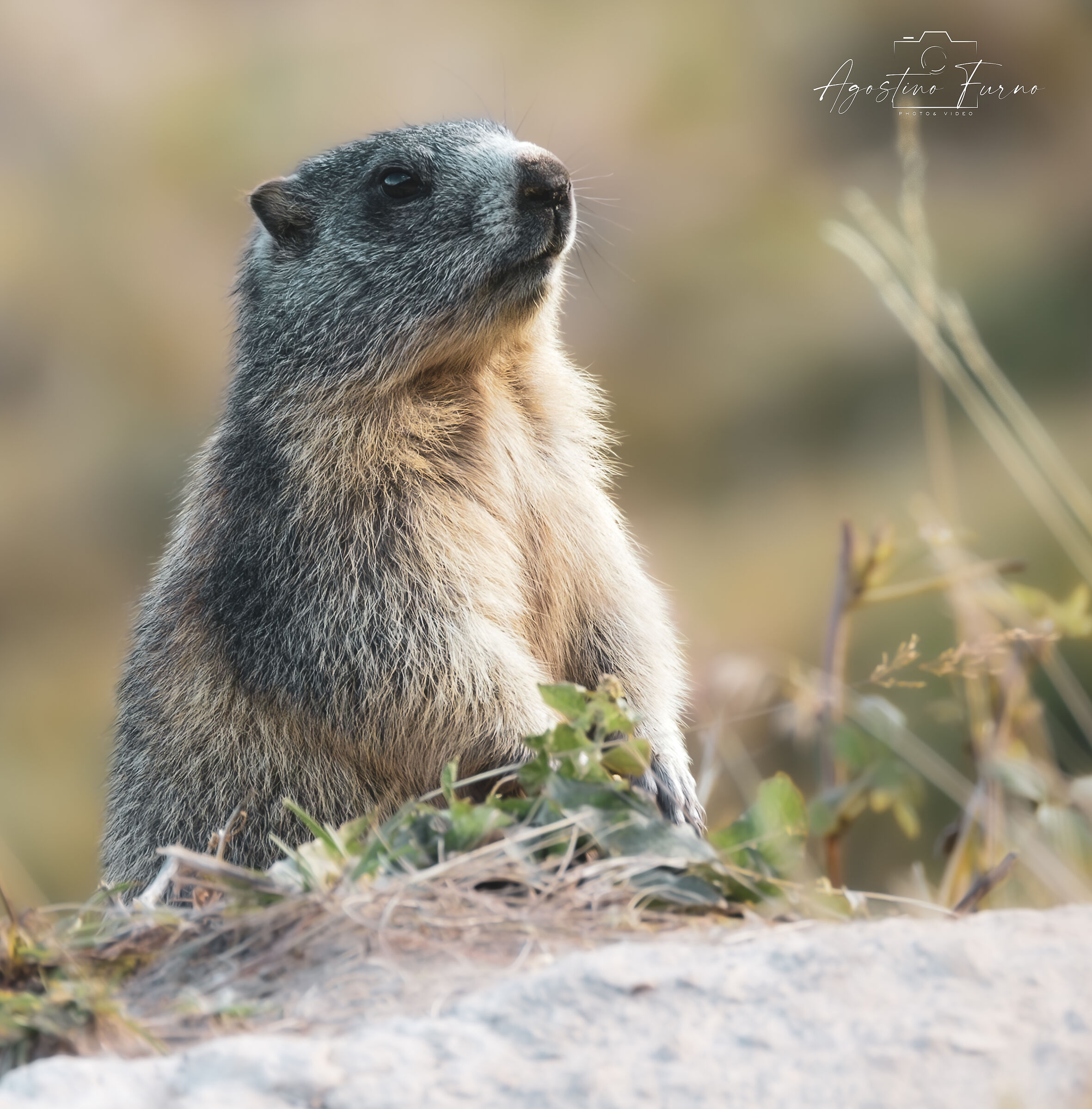 Marmot