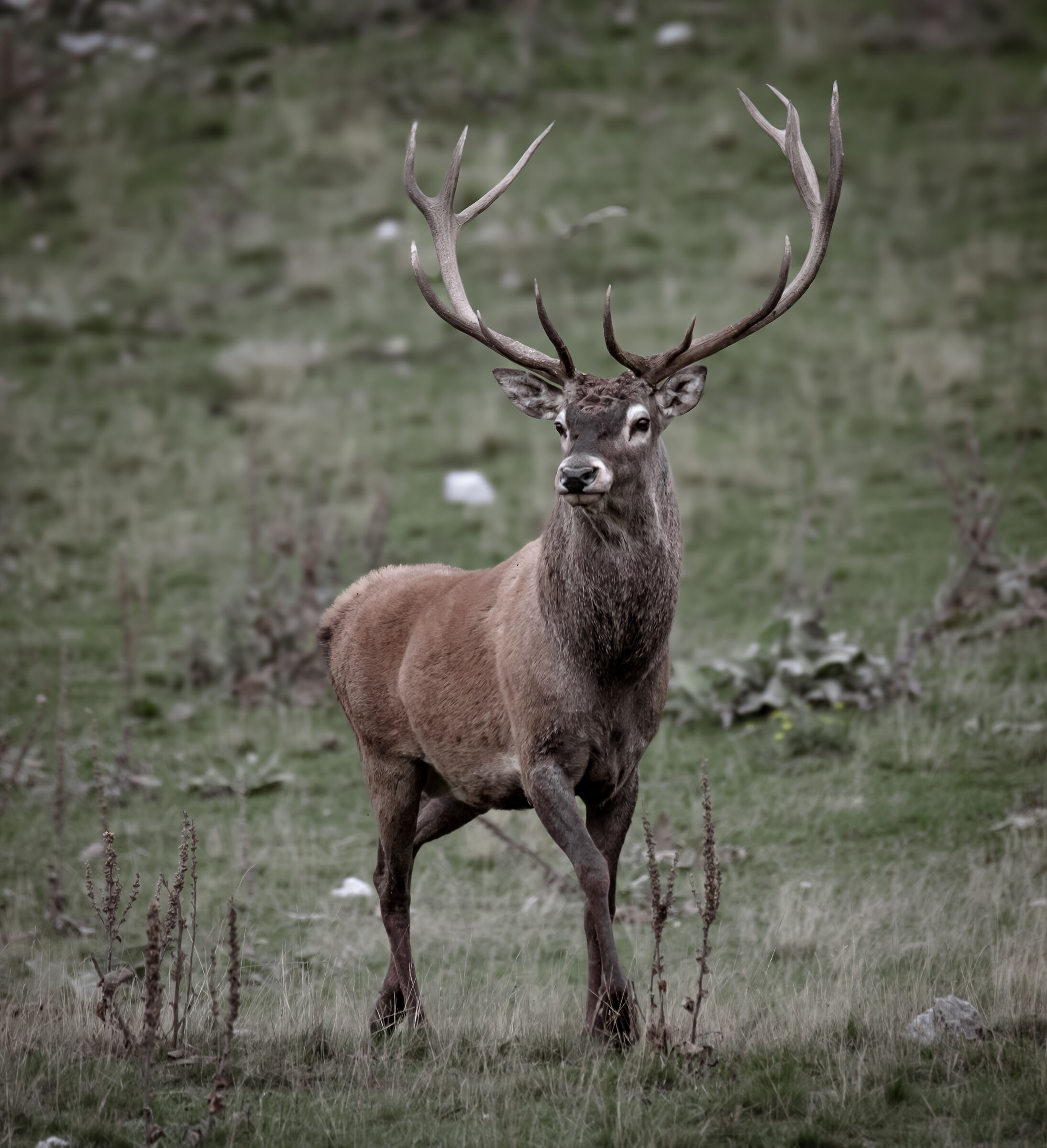 Deer
