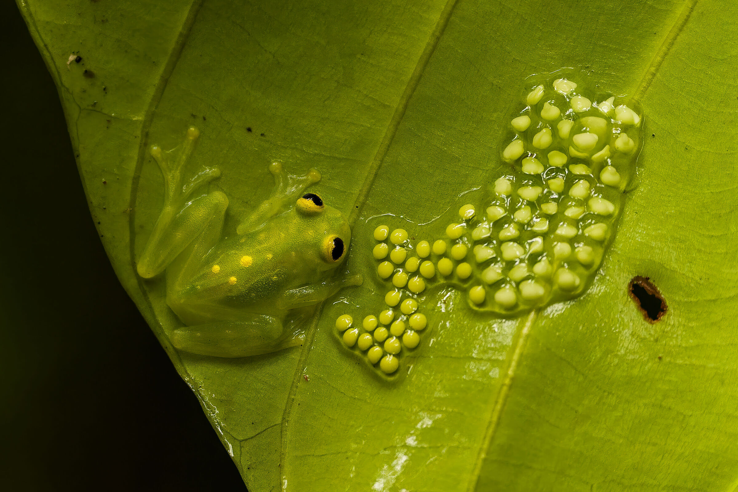Rana di vetro del sole