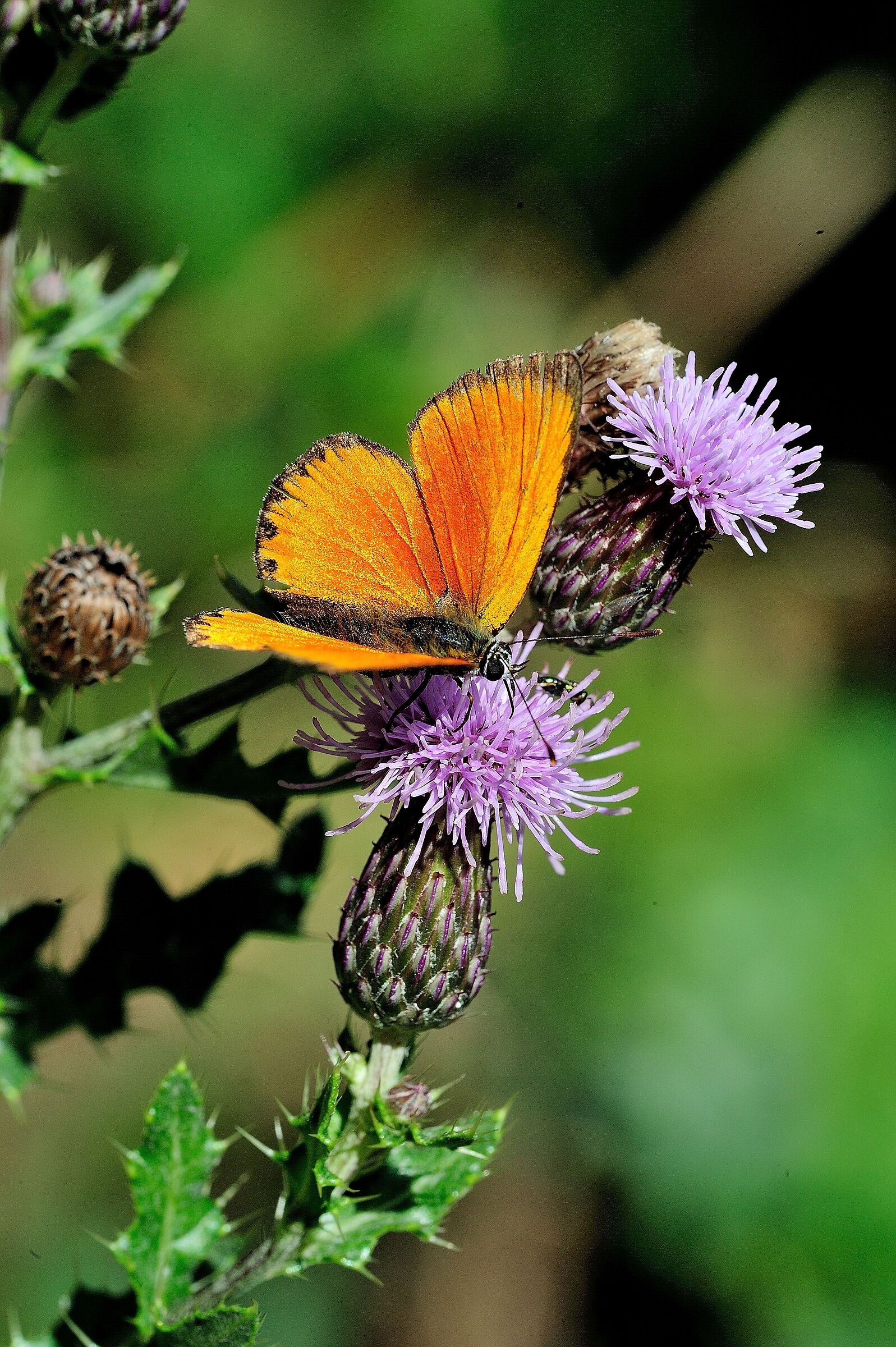 Lycaena virgaureae