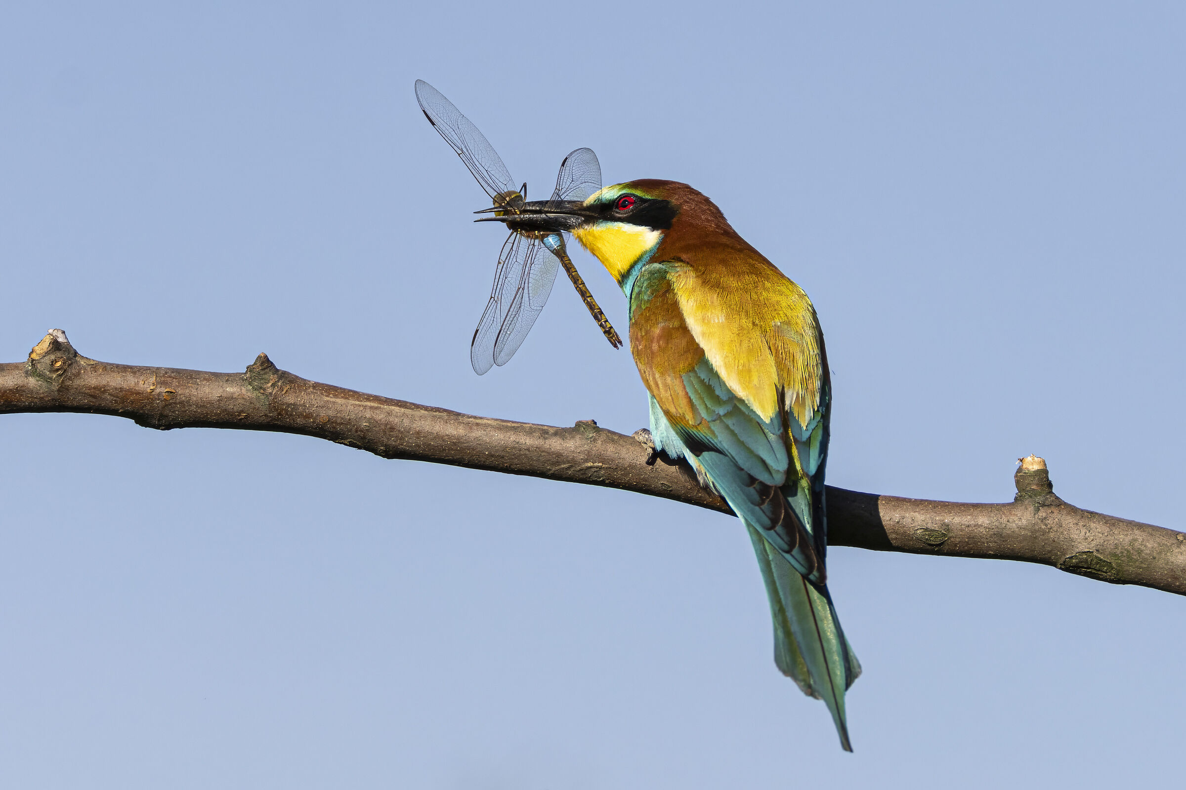 Bee-eater
