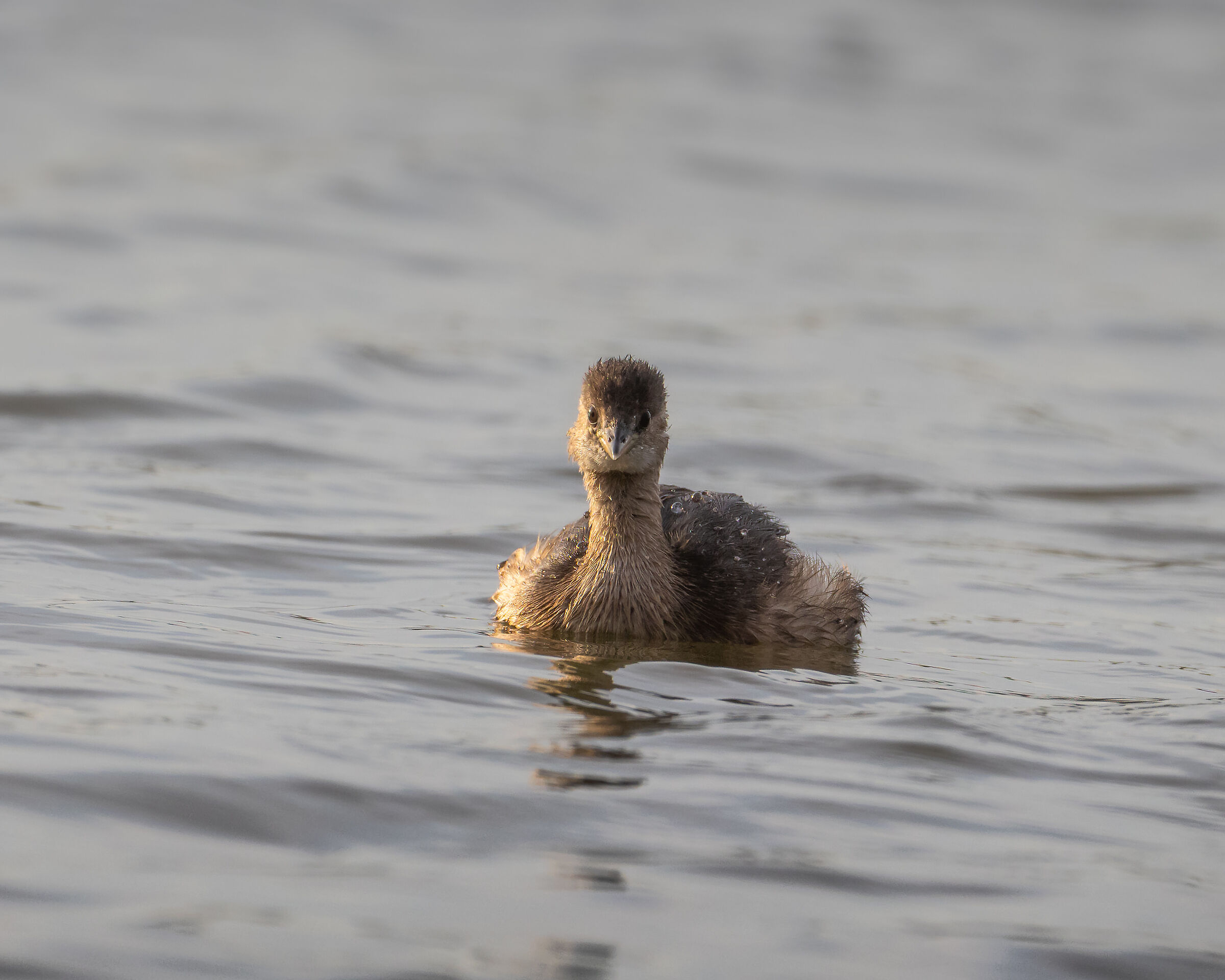 Un tuffetto spettinato