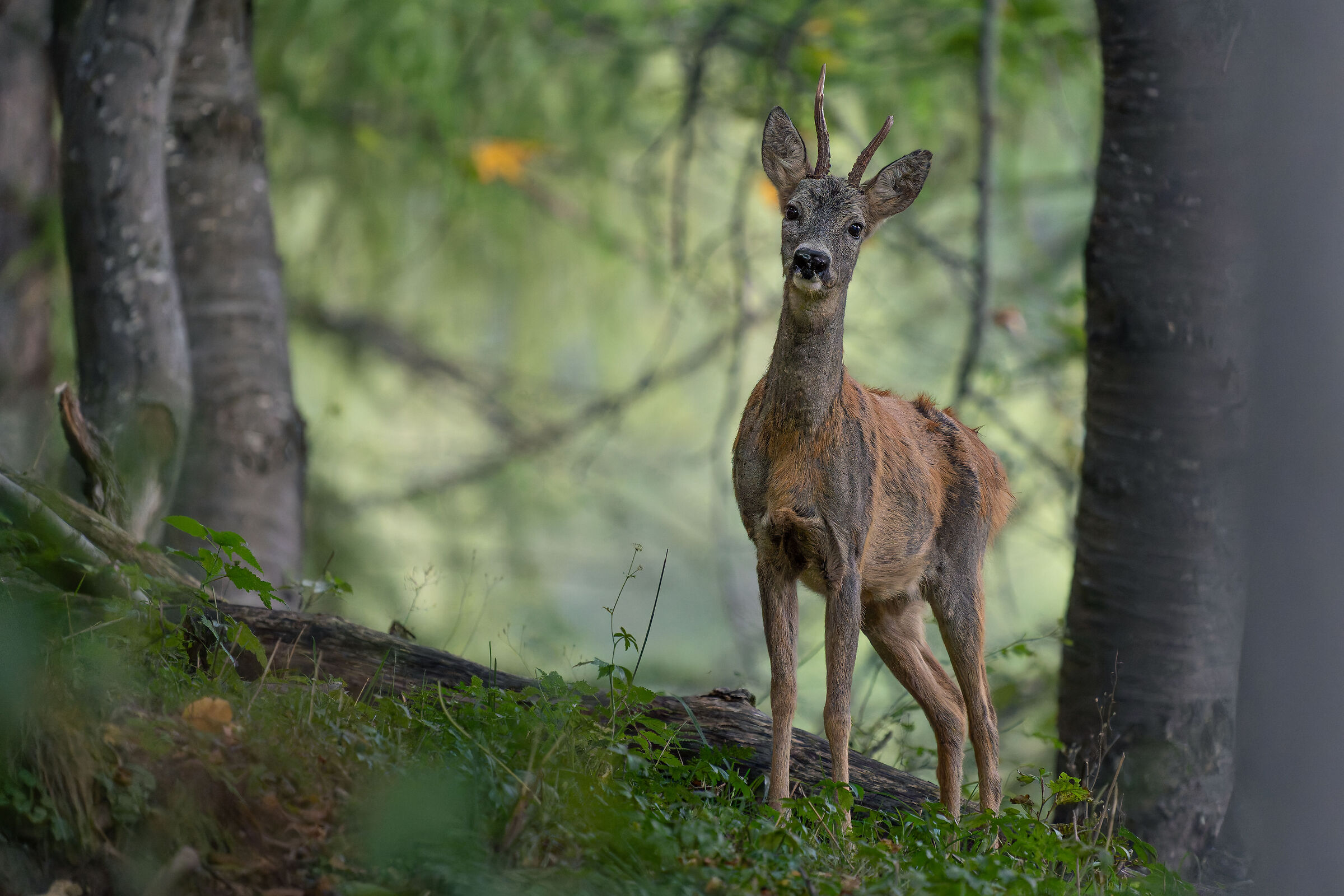 Roe deer