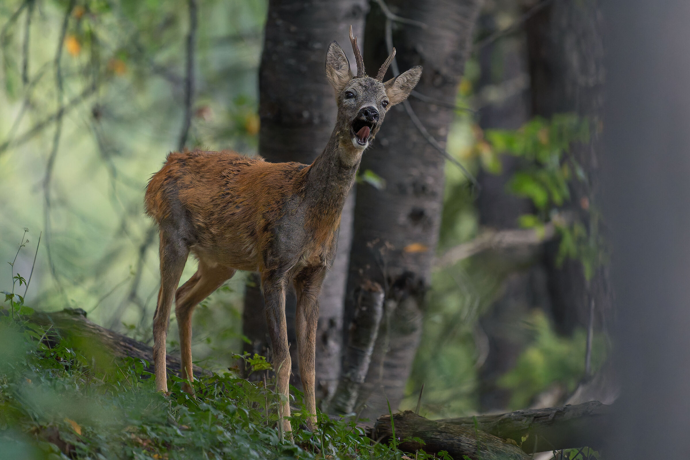 Roe deer