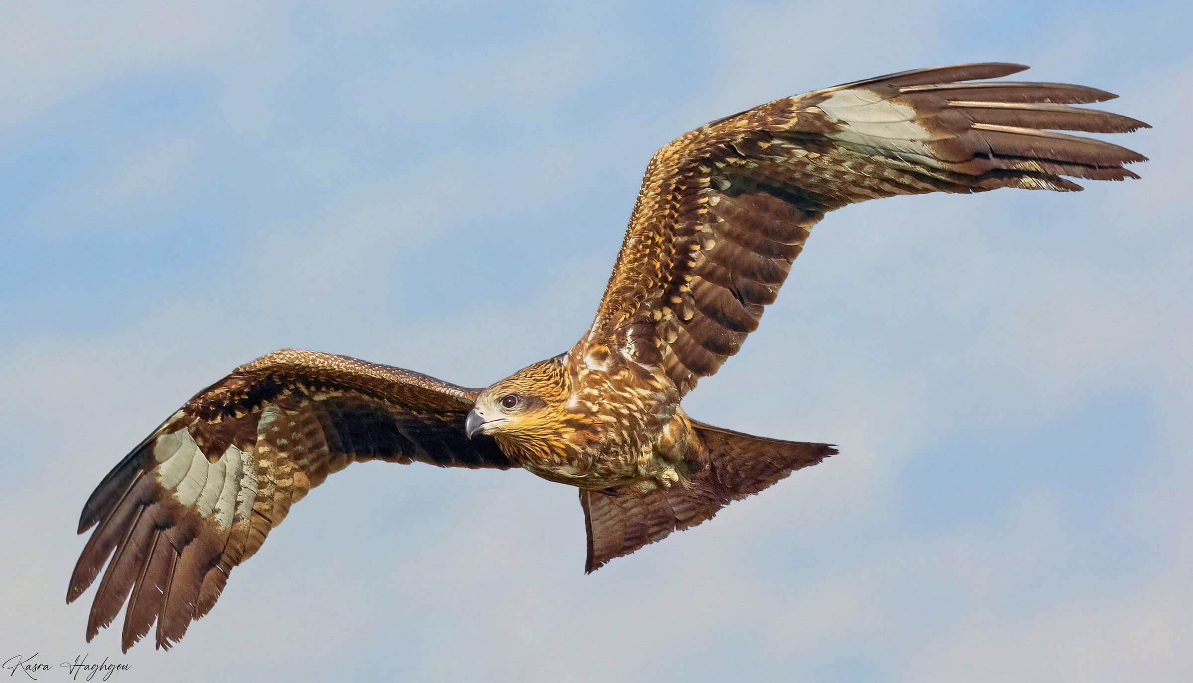 Black kite