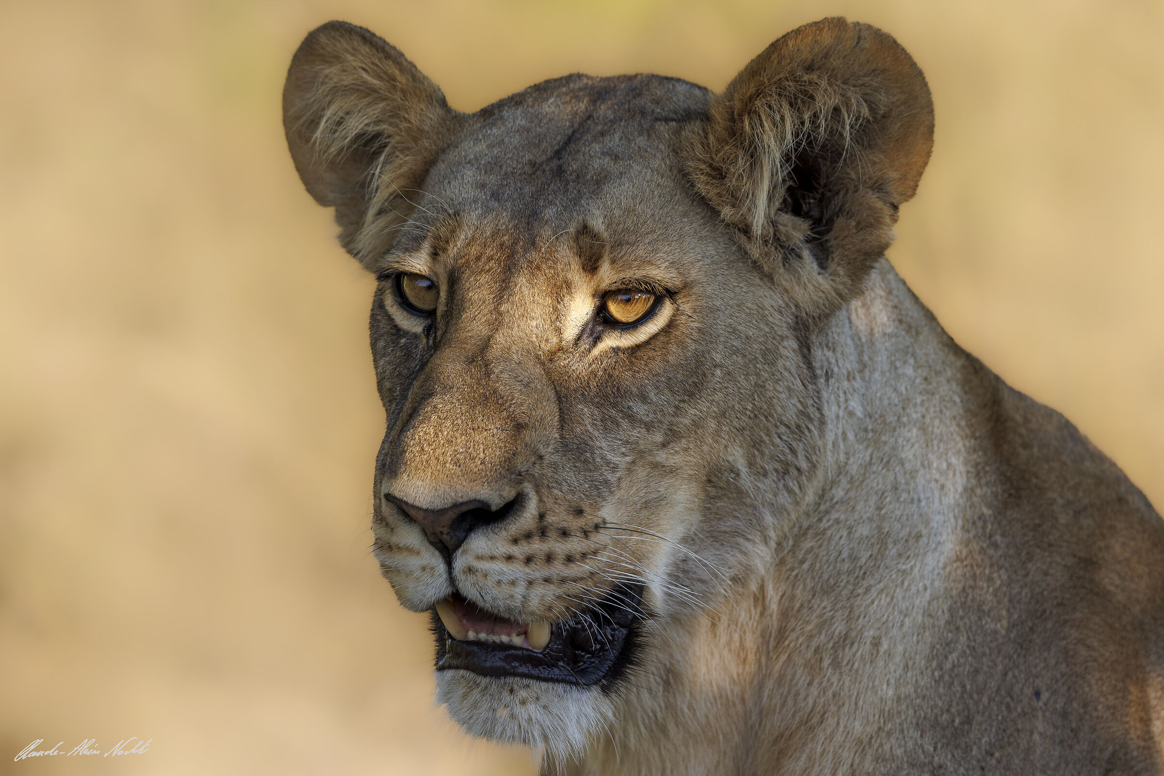 Close-up of a lioness