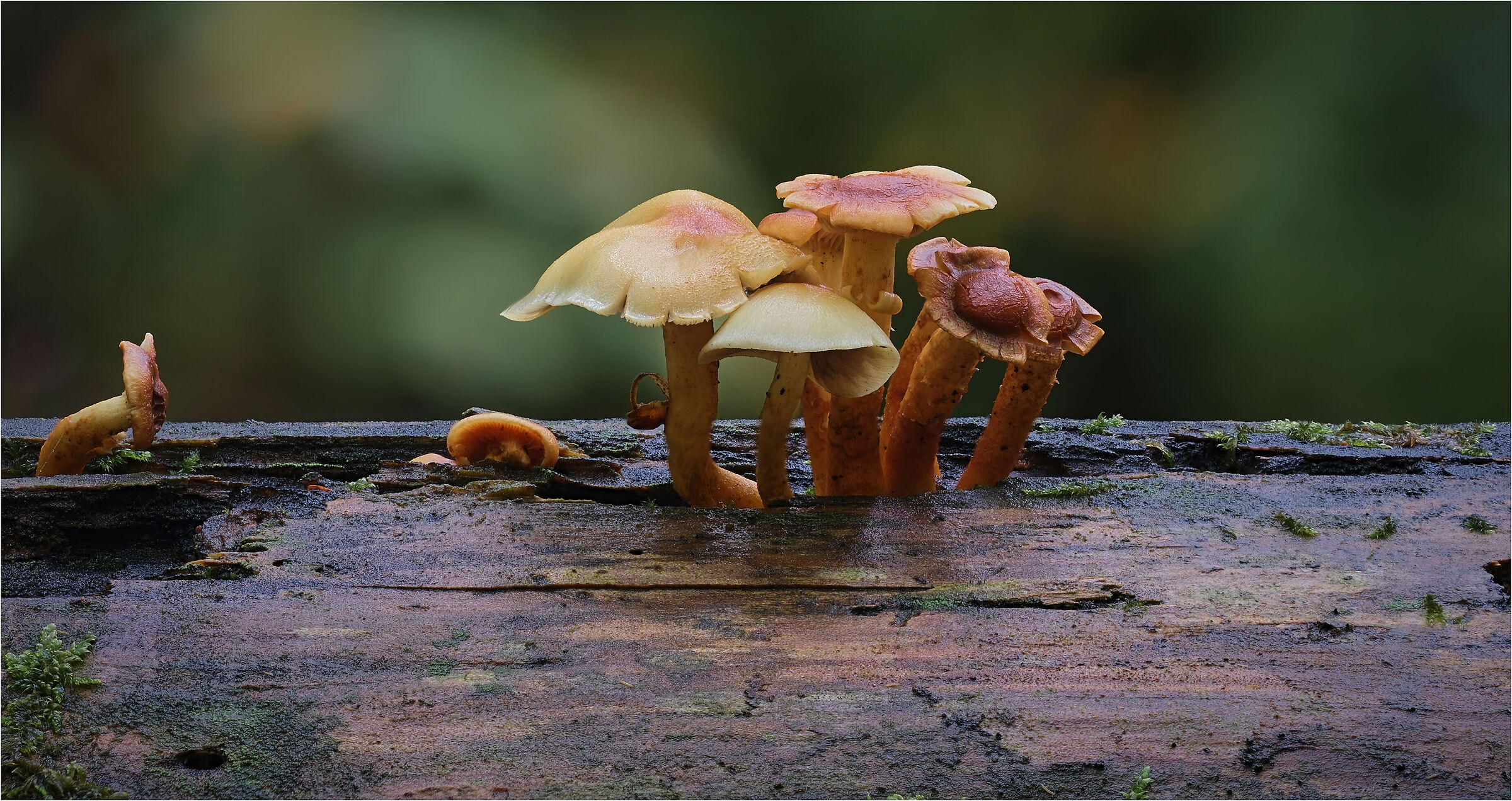 -funghi nelle articolazioni-