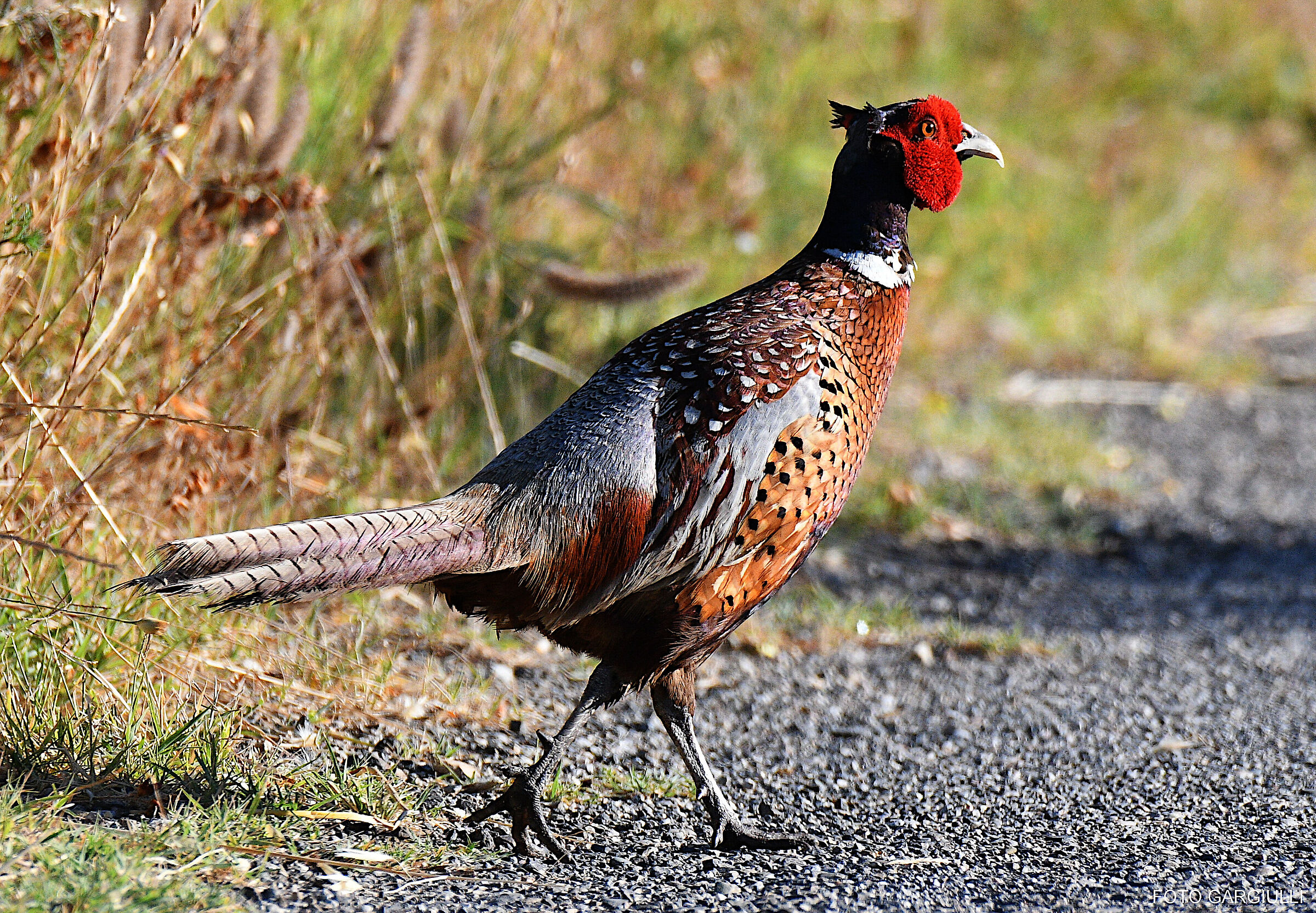 Male pheasant