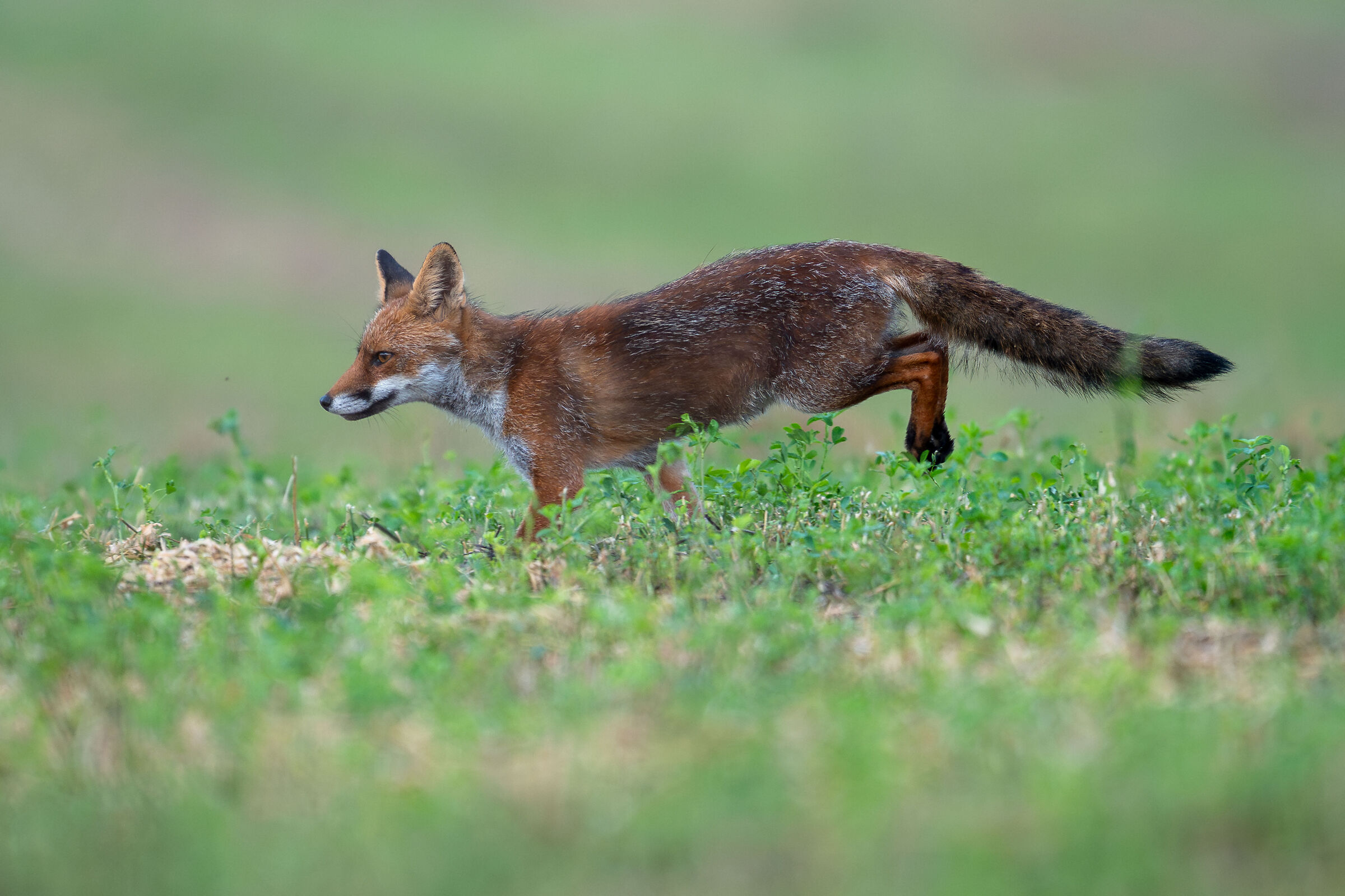 The fox, free and healthy