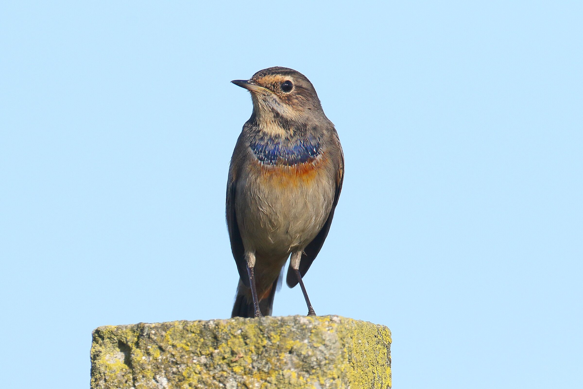 Bluethroat