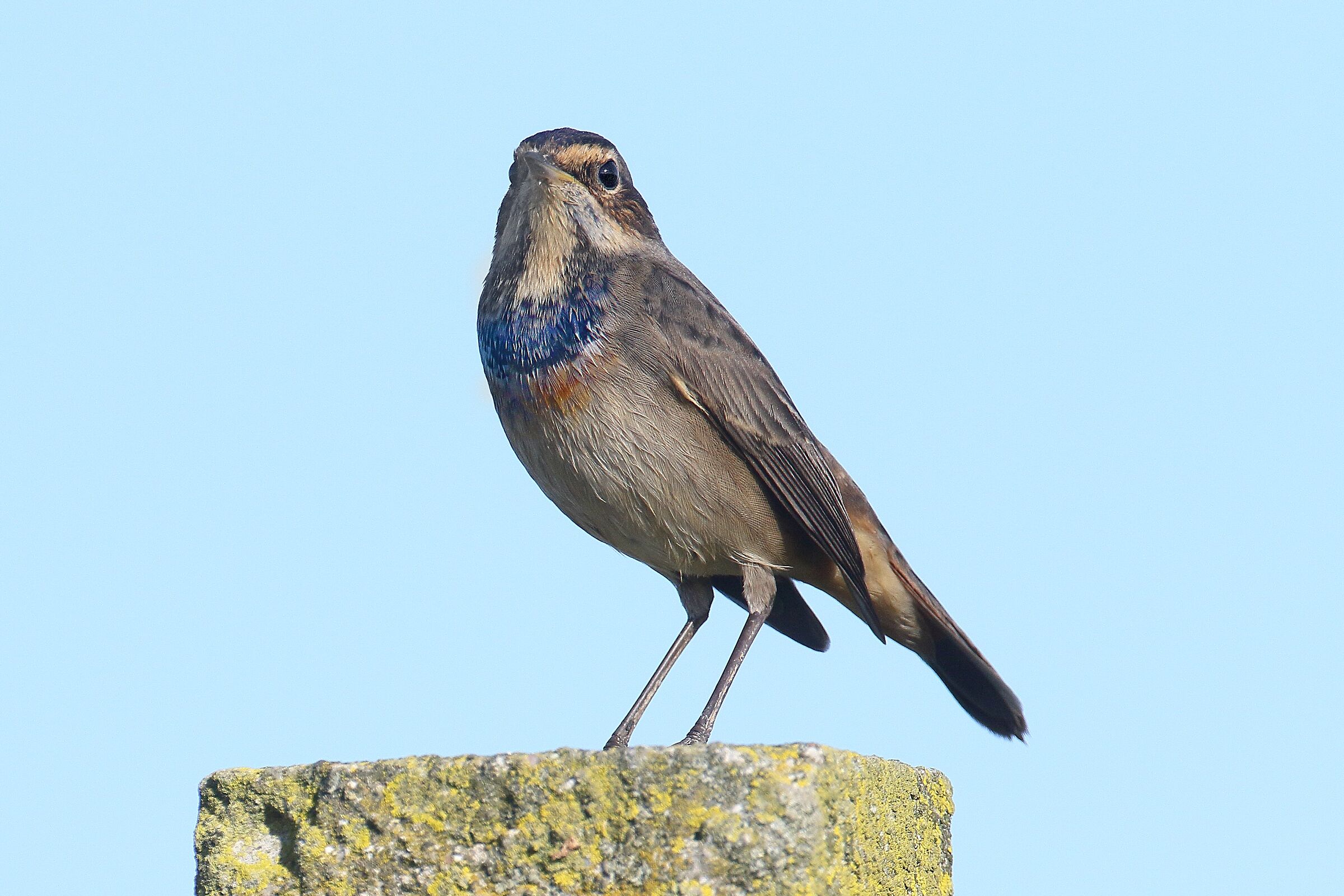 Bluethroat
