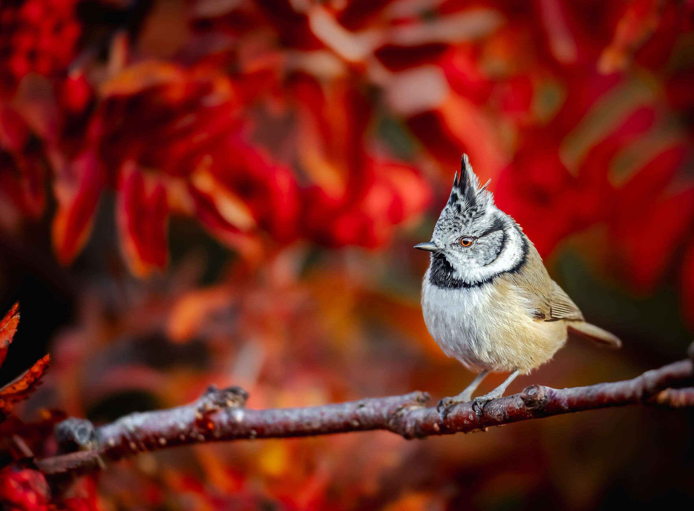 Autumn Atmosphere | autumn vibes