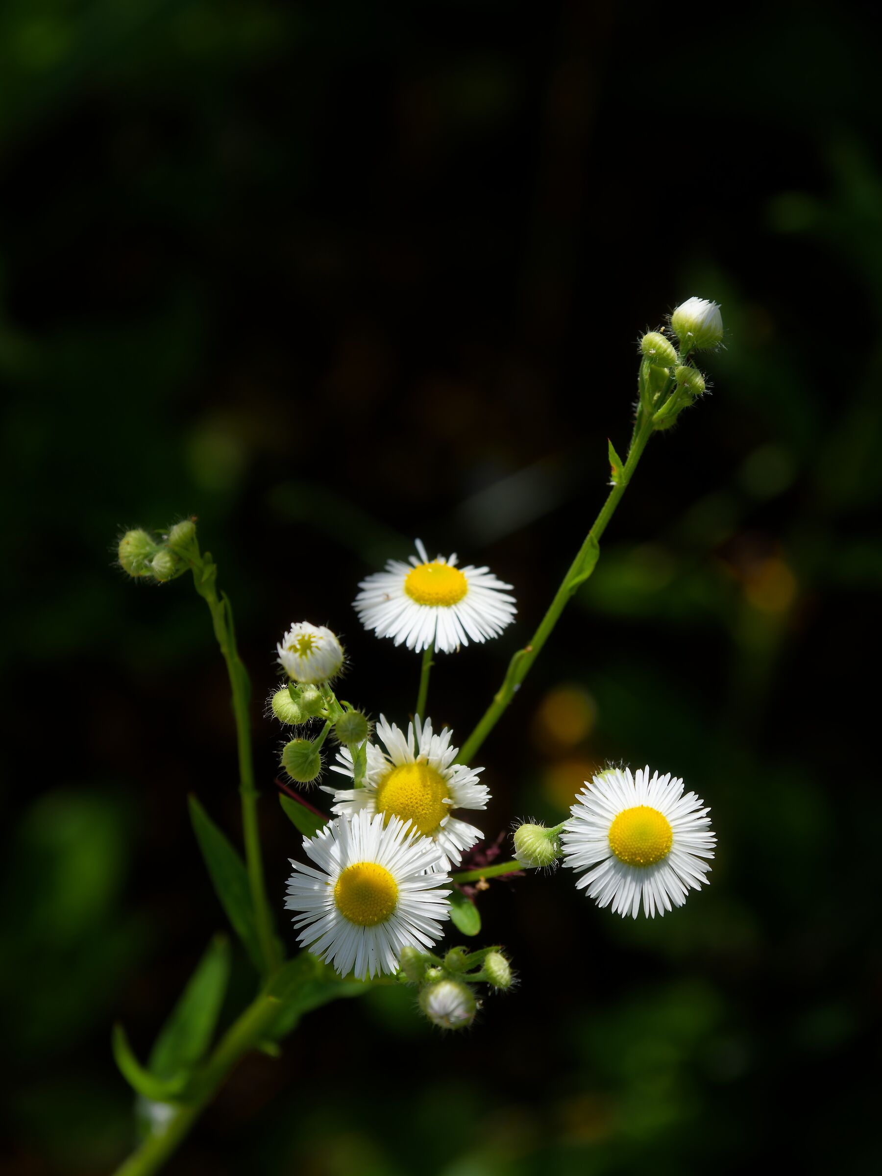 Daisies