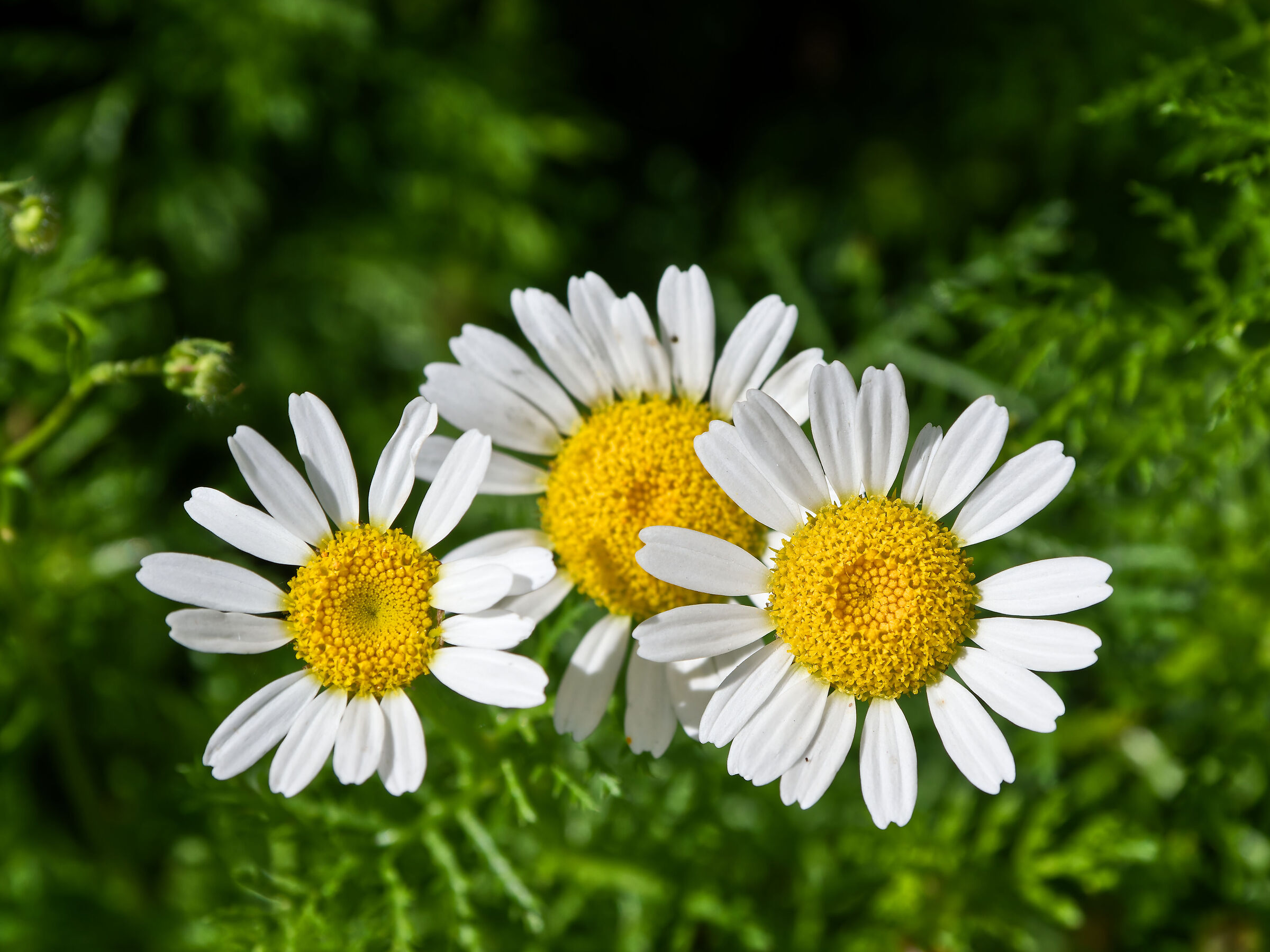 Daisies