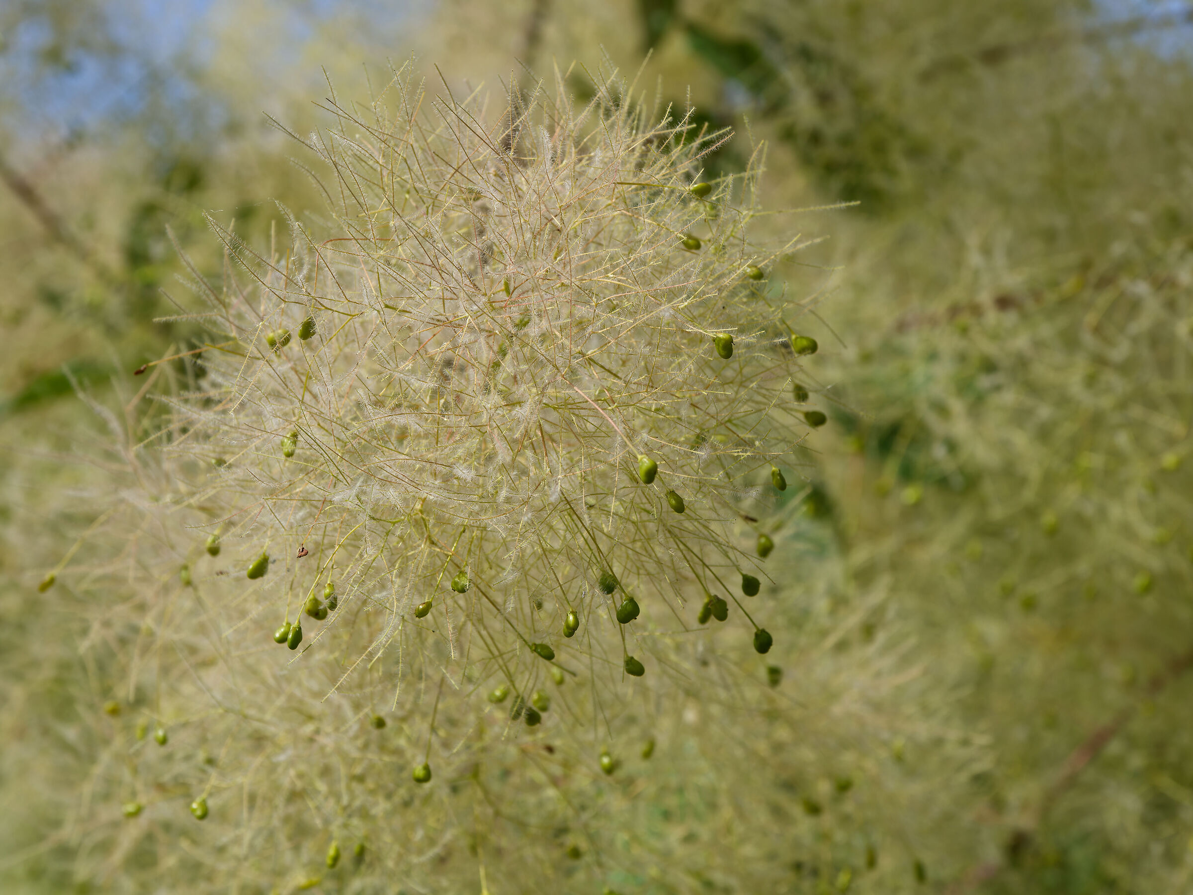 pistachio-colored pistils (unknown plant)