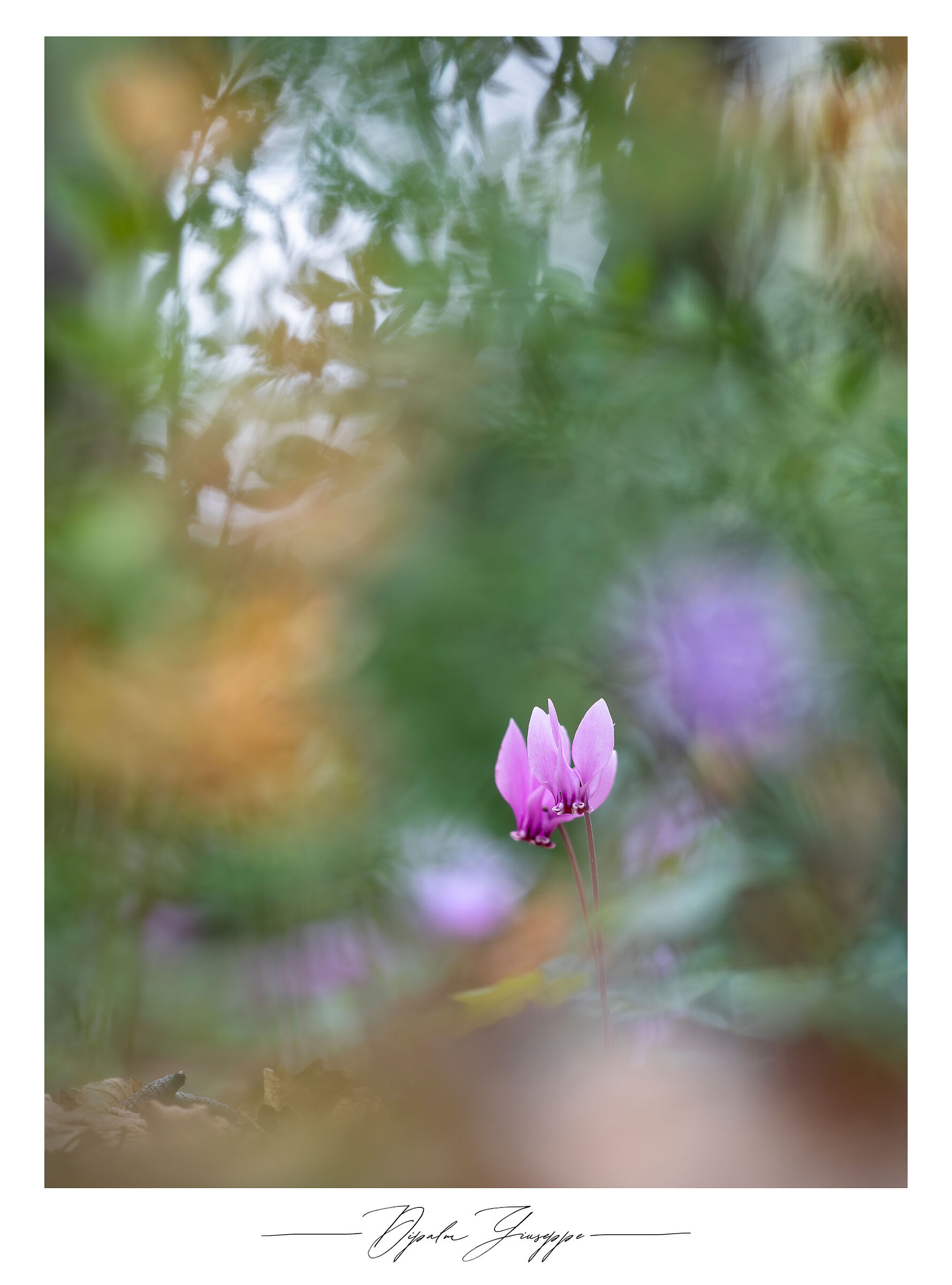 Cyclamen hederifolium