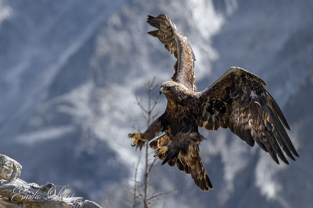 Golden Eagle Italian Alps