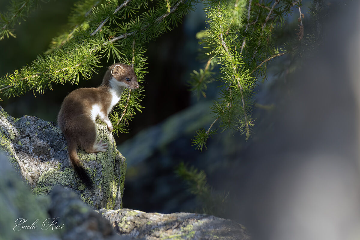 Ermine