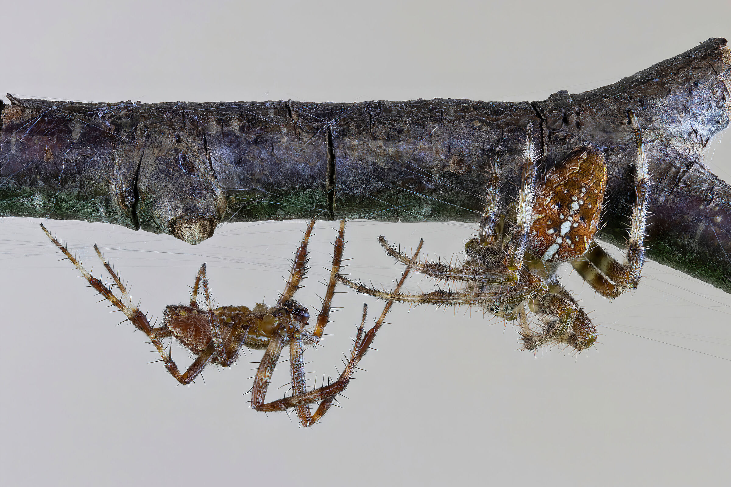 Araneus diadematus male and female