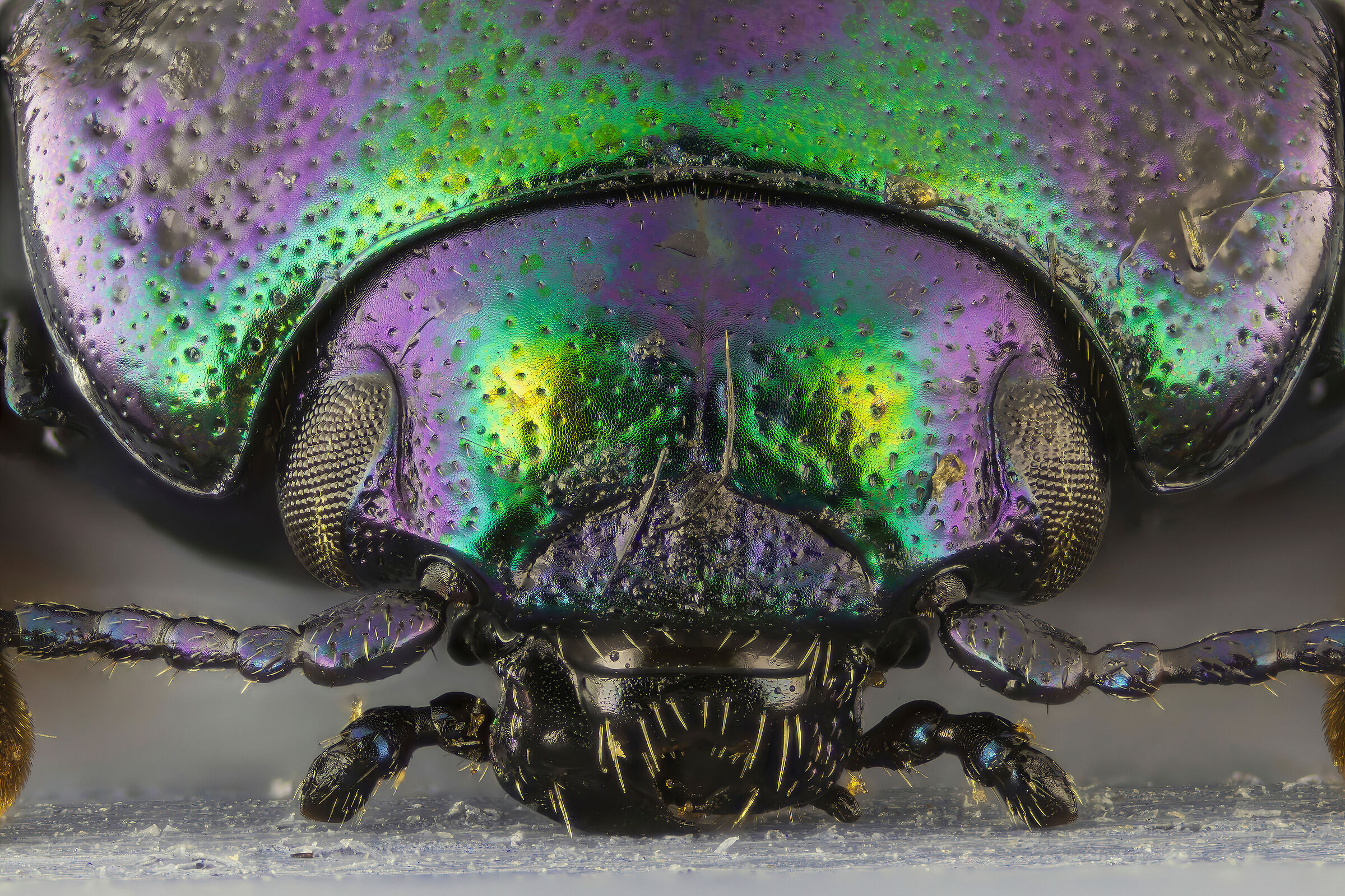 Chrysolina cerealis mixta