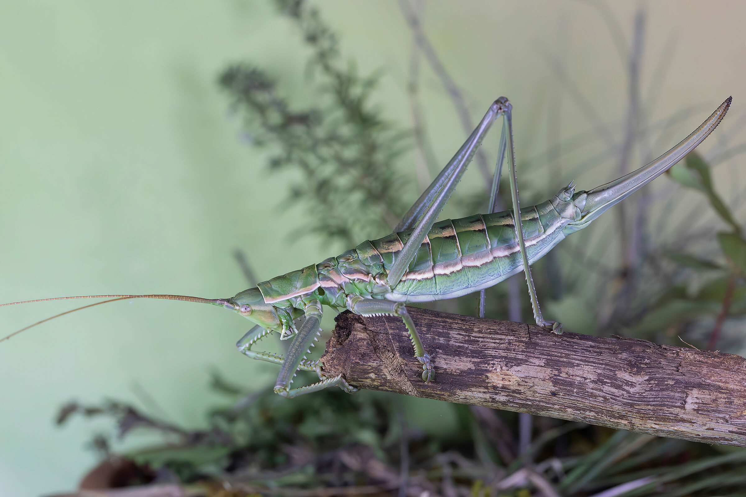 Pedo saga (notched sorcerer)