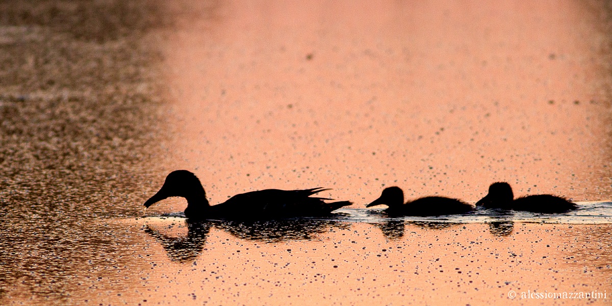 germani in silhouette