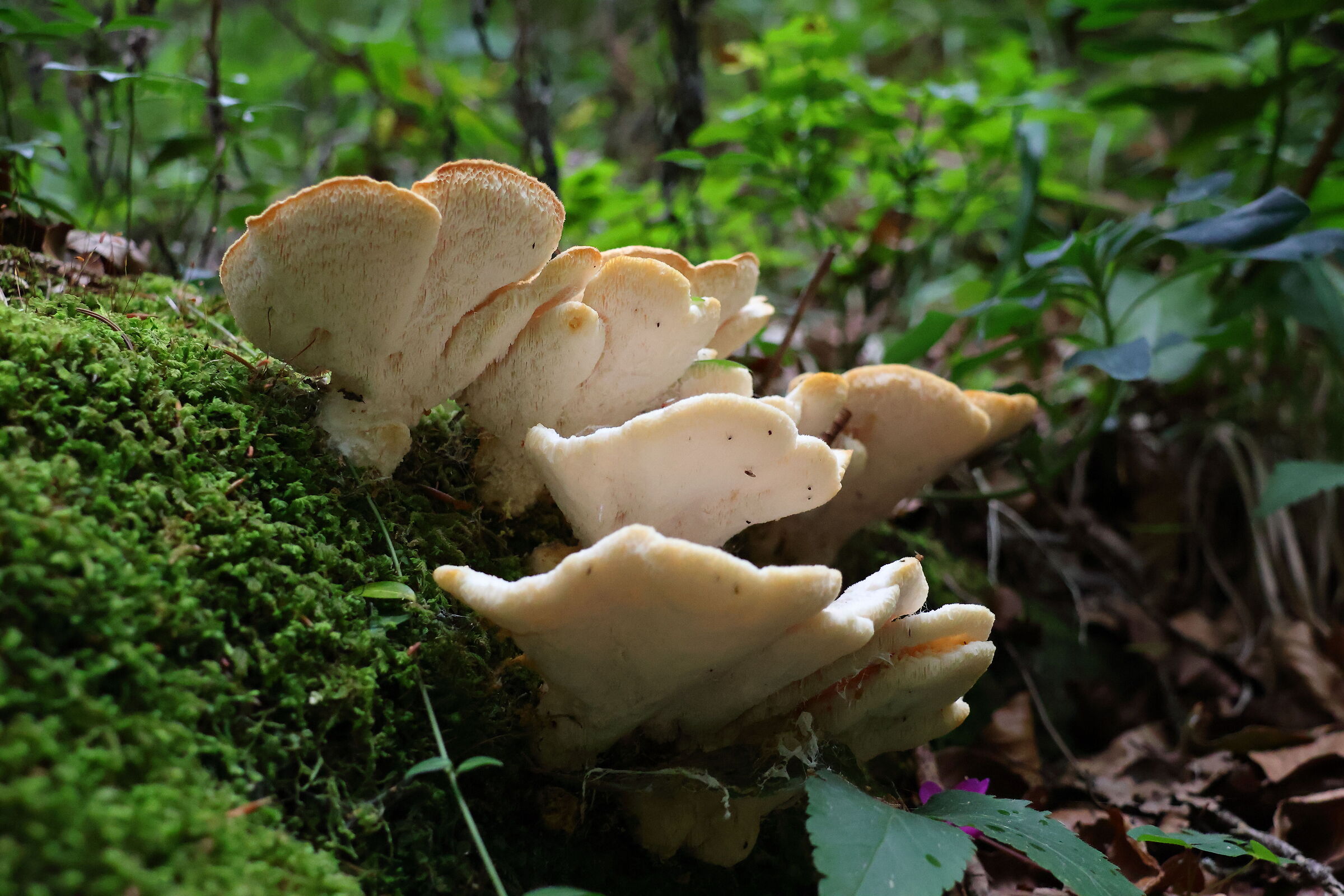 ... in the undergrowth