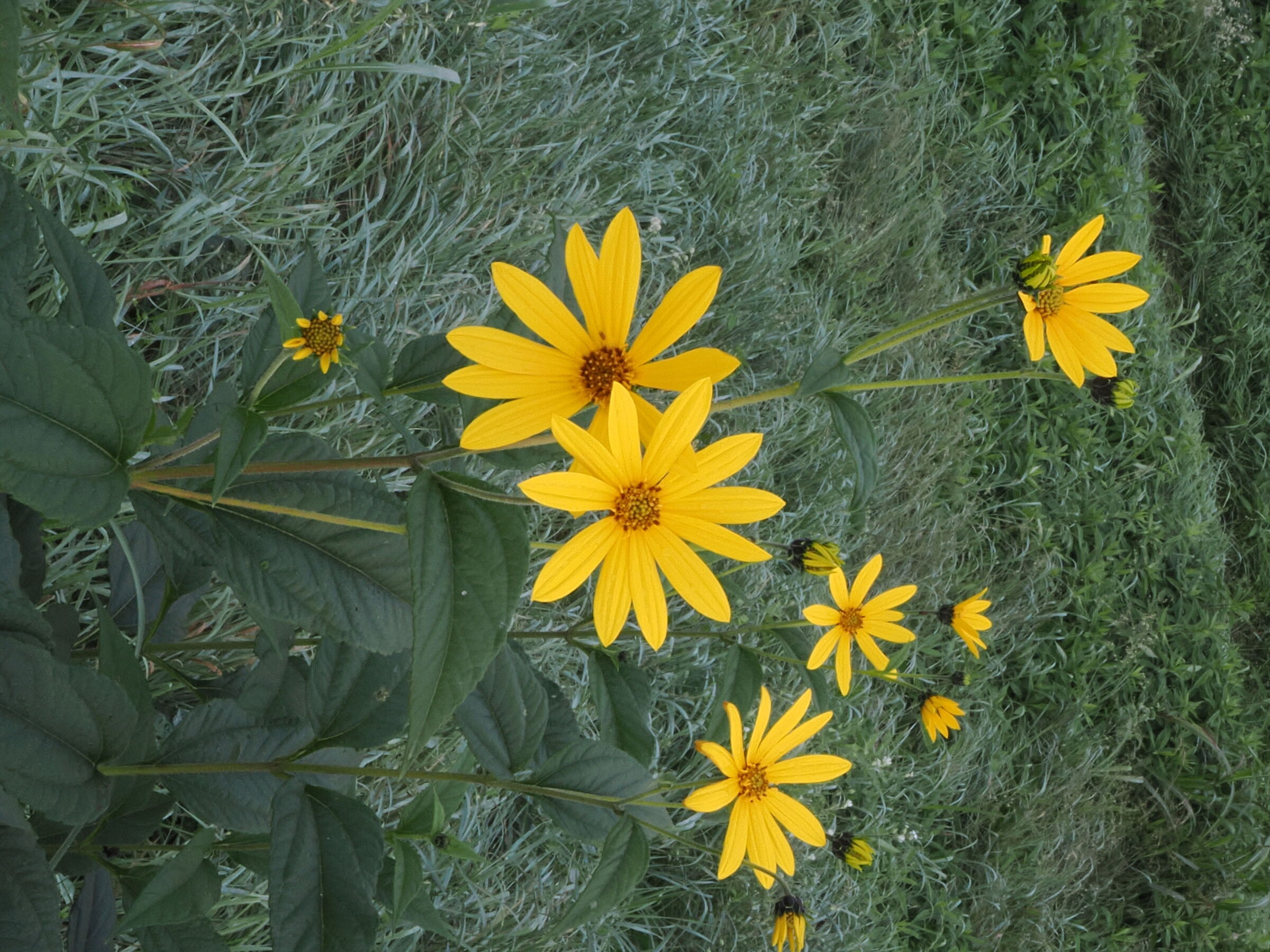 Helianthus tuberosus (Topinambur)