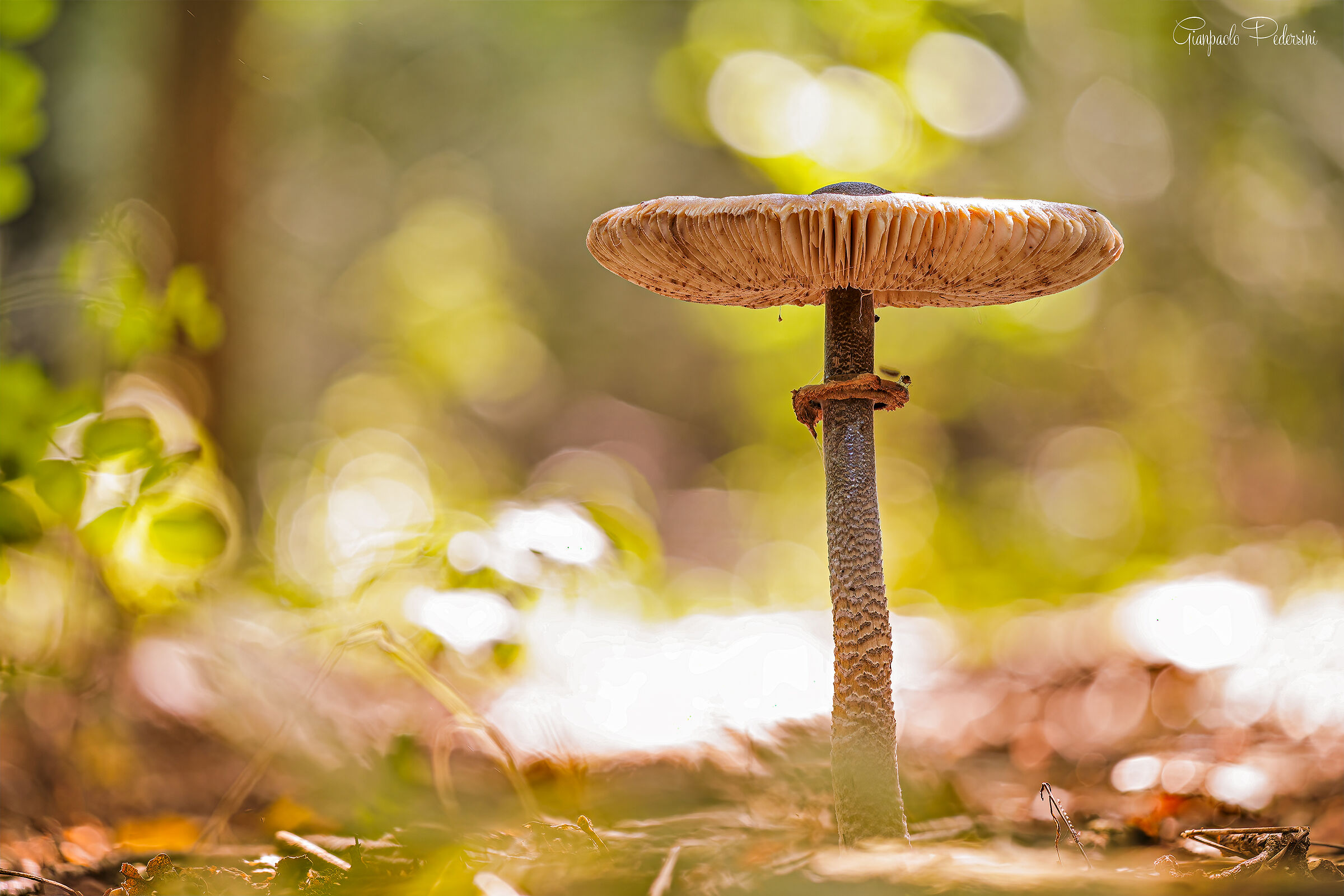 Colori di fine estate