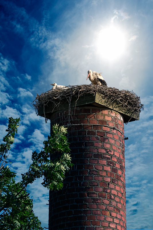 Family stork at their nest