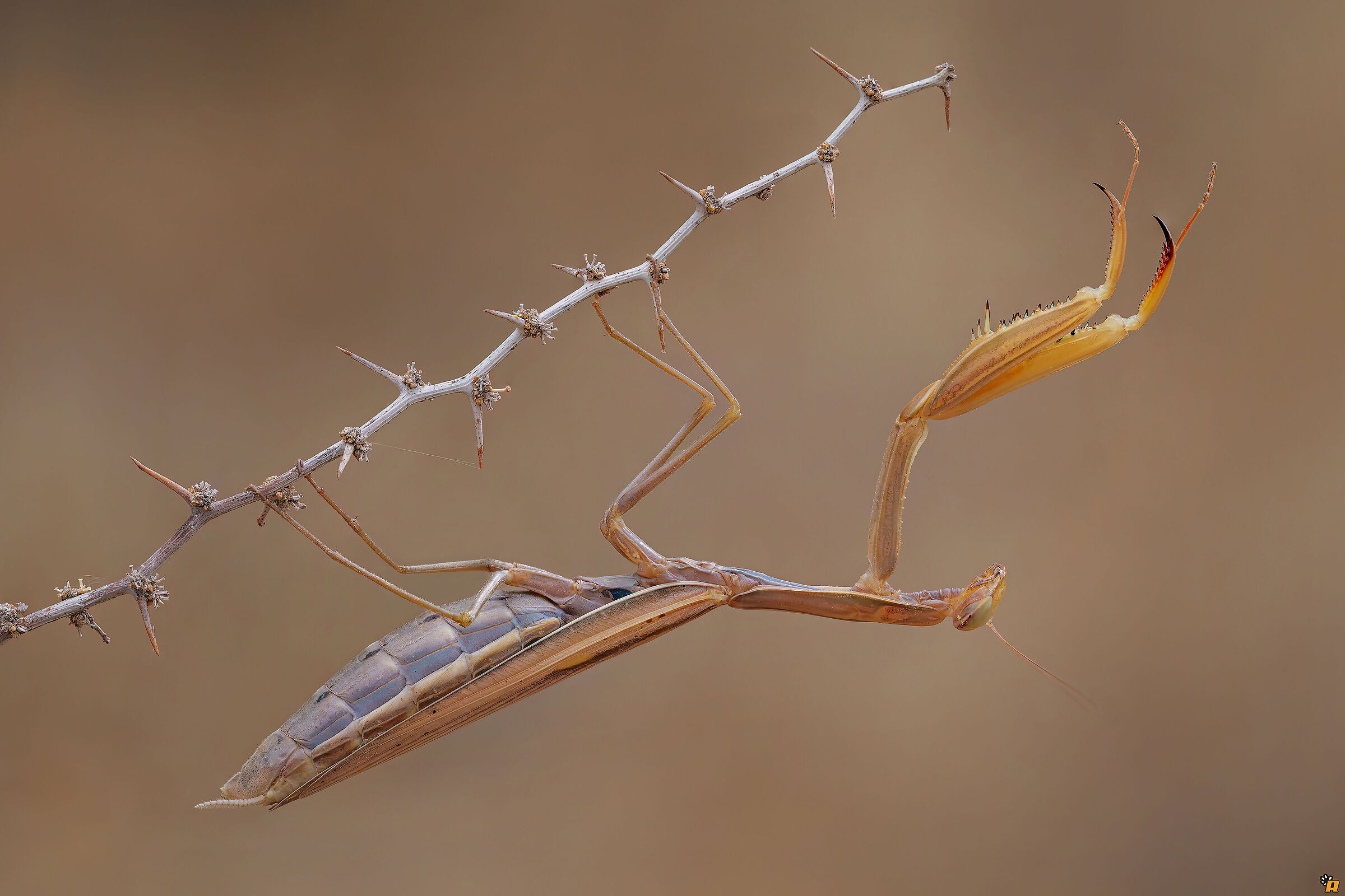 Mantide religiosa