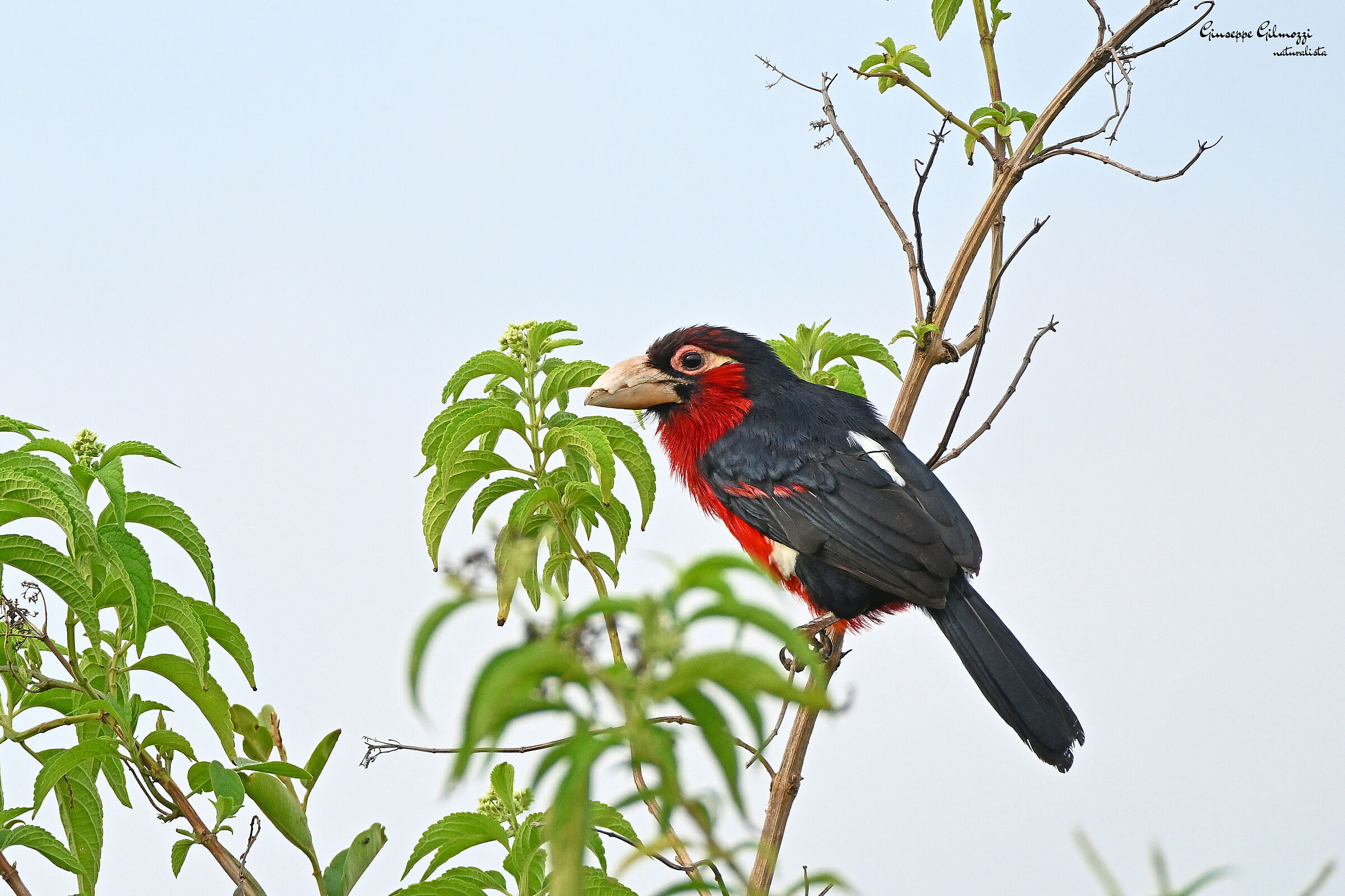 Barbetto barbuto. (Pogonornis dubius)